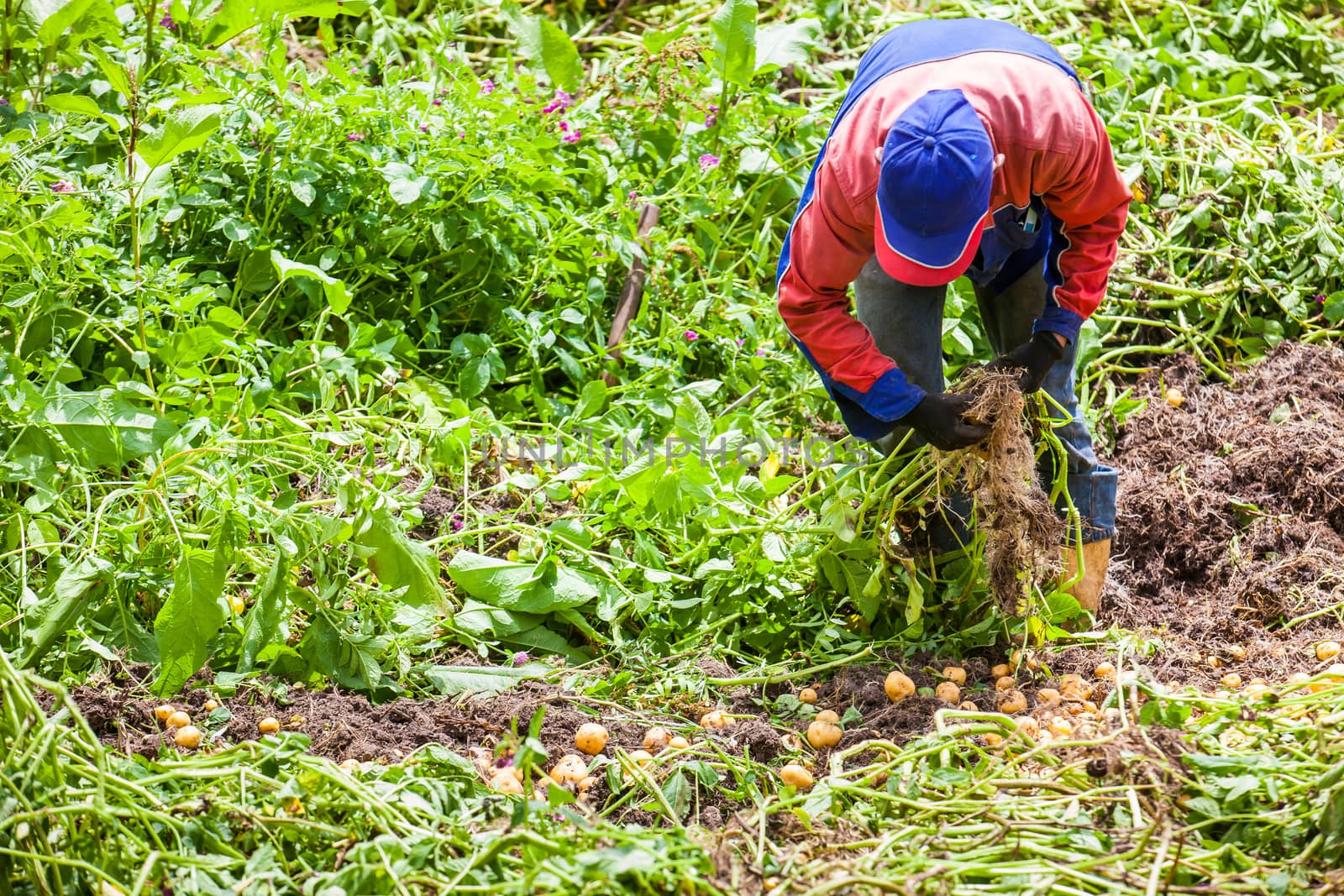 Workers harvesting yellow potato (Solanum phureja)