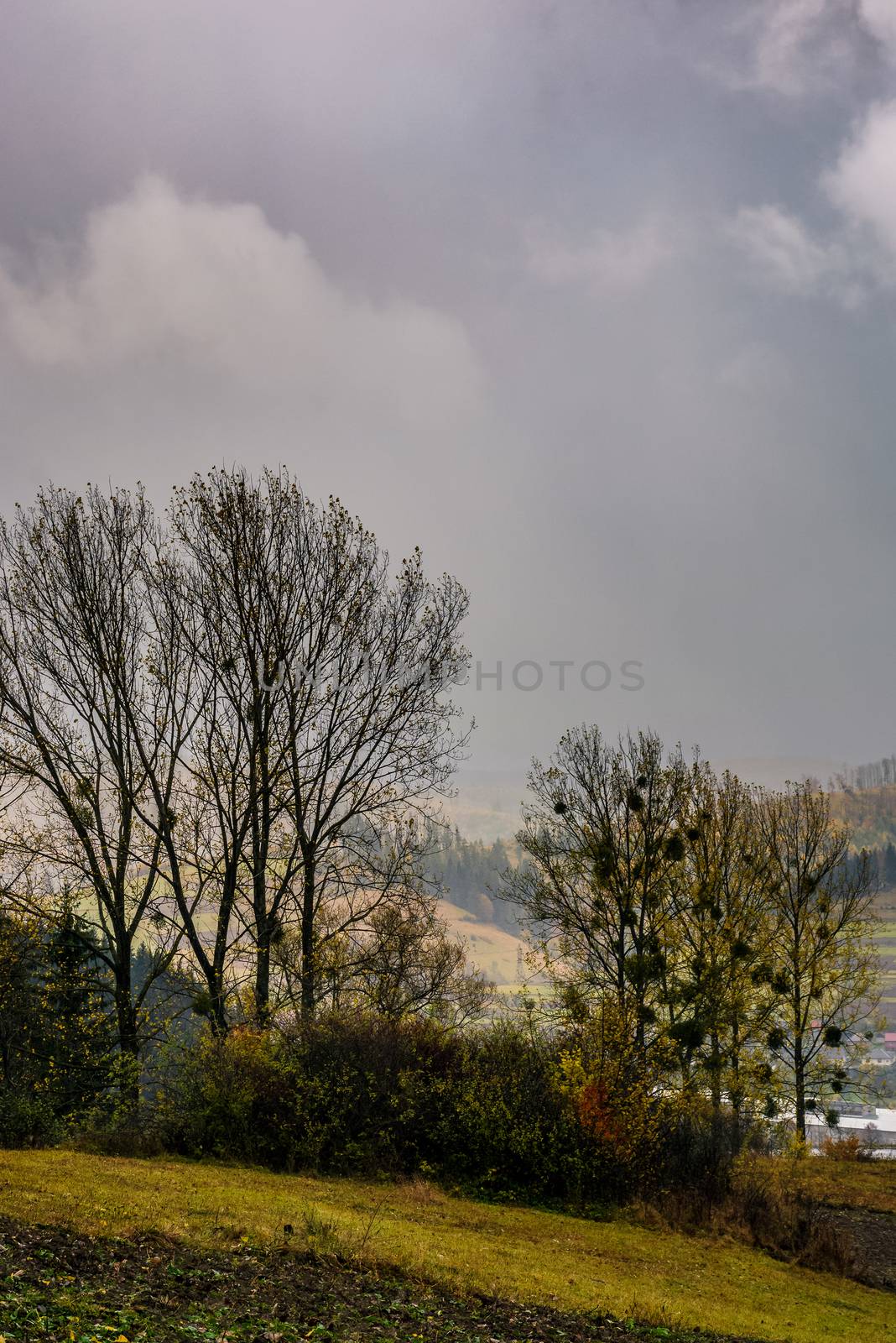 trees on hillside in rainy weather by Pellinni