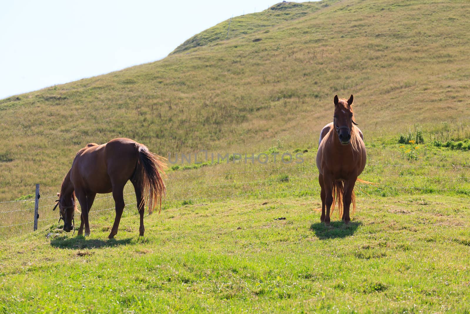 Isolated brown horses eating grass, Italian alps