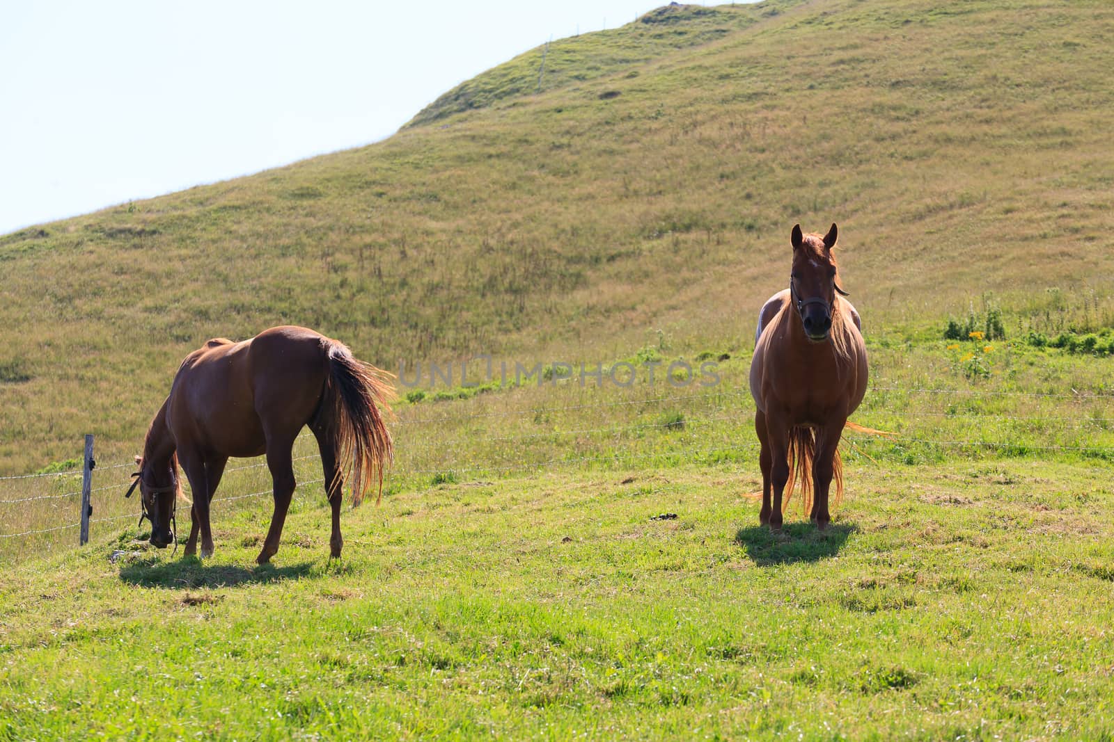 Couple of horses by elleon