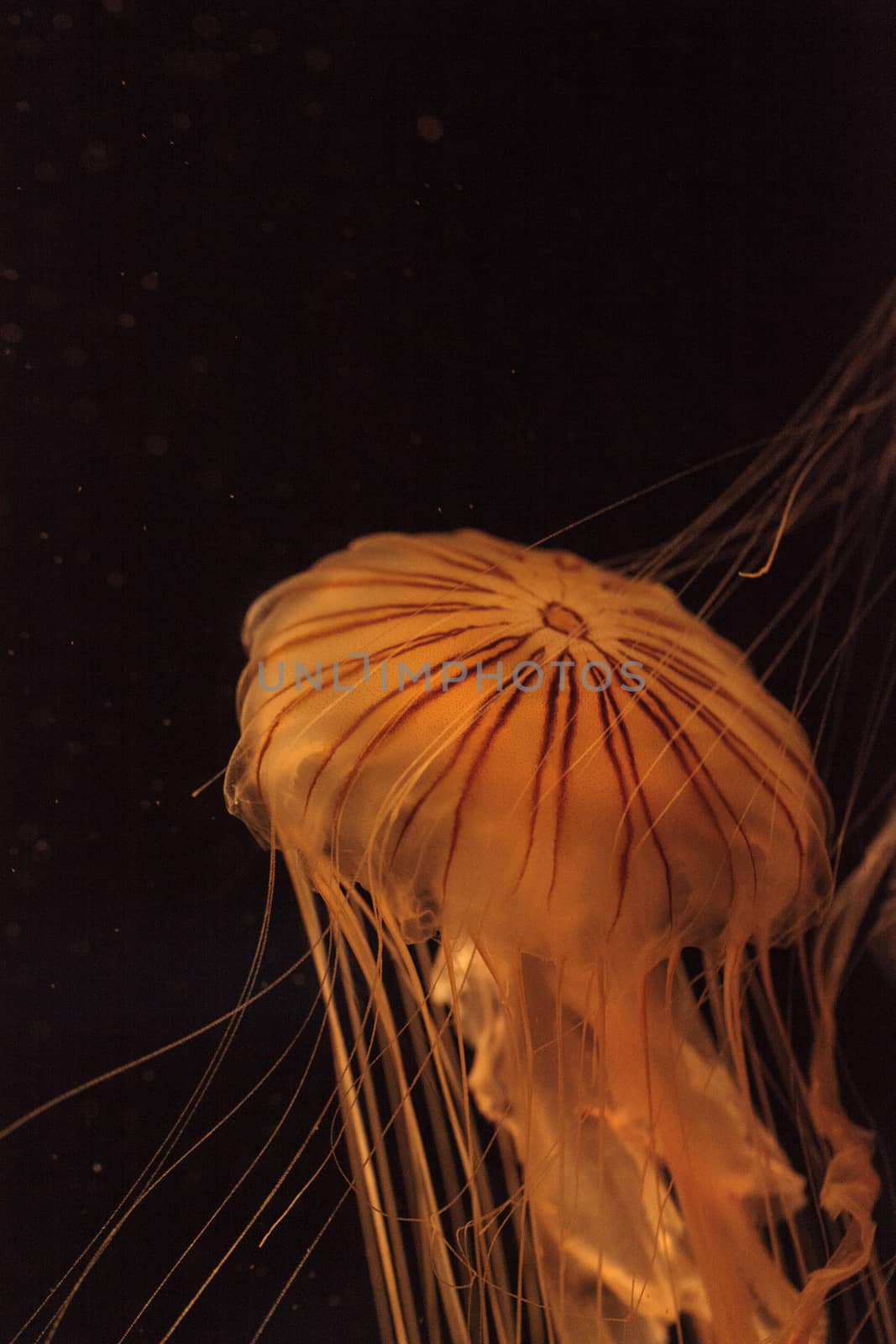 Japanese sea nettle Jellyfish, Chrysaora pacifica, can range in color from gold to red. Their dark stripes extend from the top to the bottom of the bell.