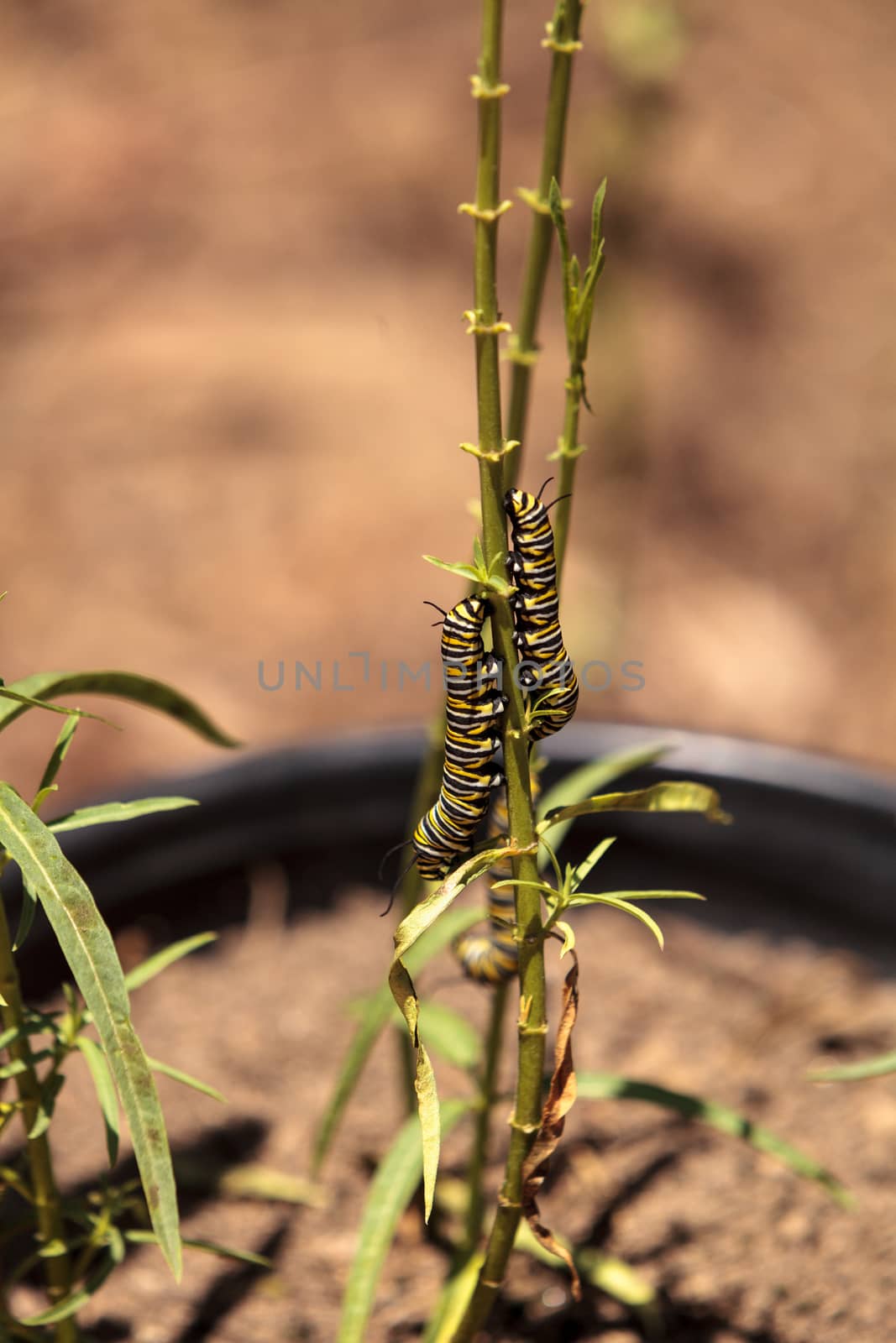 Monarch caterpillar, Danaus plexippus, in a butterfly garden on a flower in spring in Southern California, USA