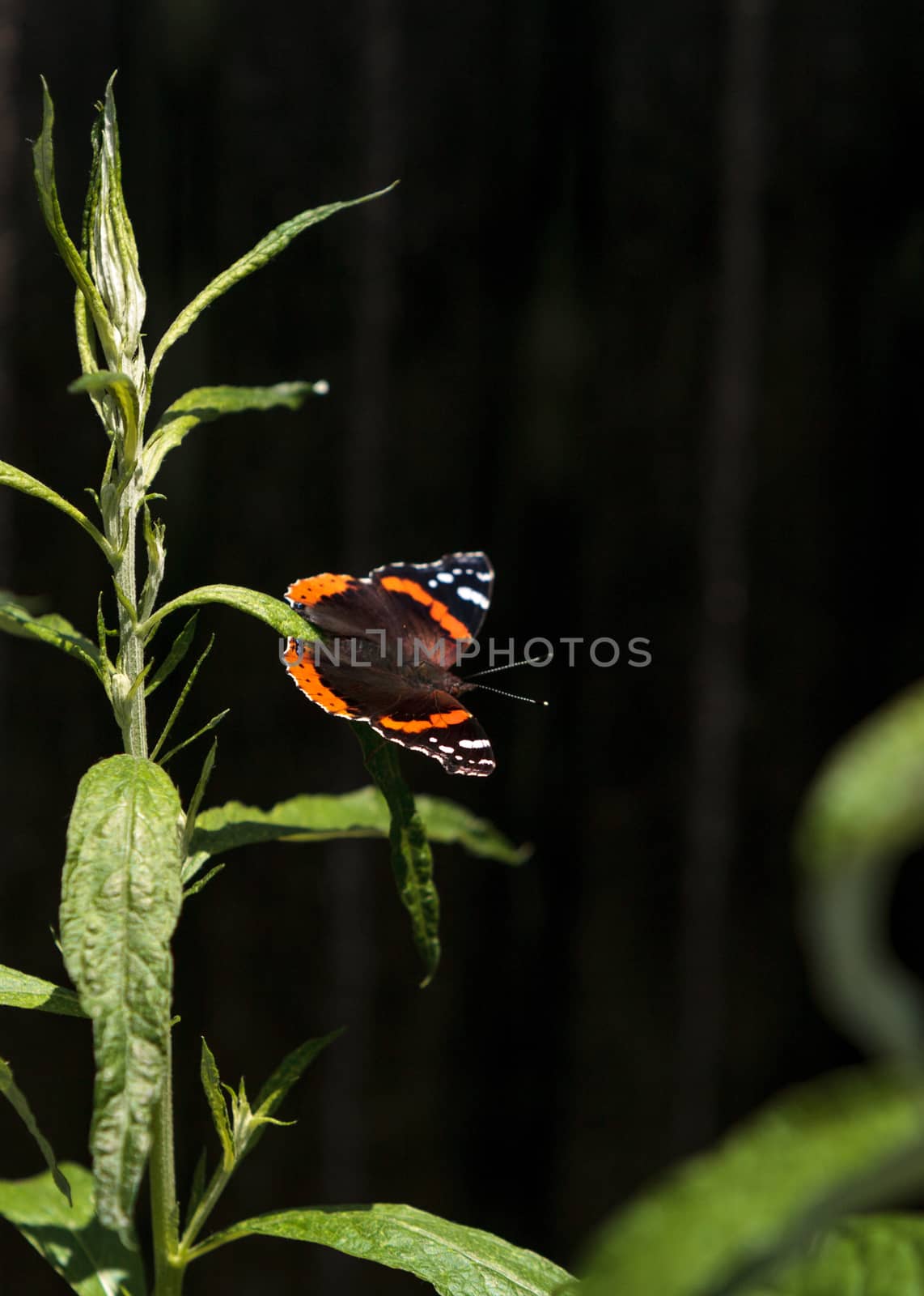 Red admiral butterfly, Vanessa atalanta, in a butterfly garden on a flower in spring in Southern California, USA