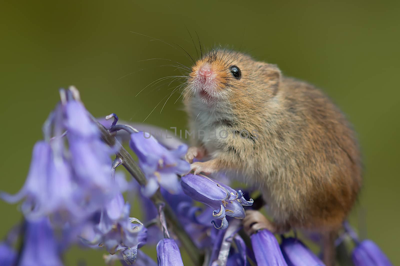 Mouse on bluebells by alan_tunnicliffe