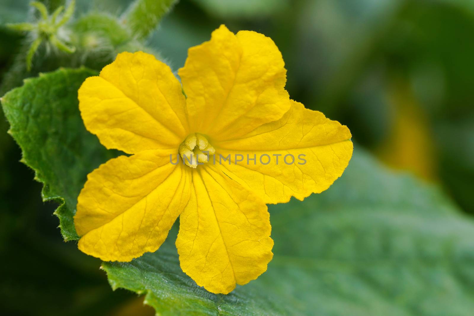 Blossom of cucumber plant (Cucumis sativus)