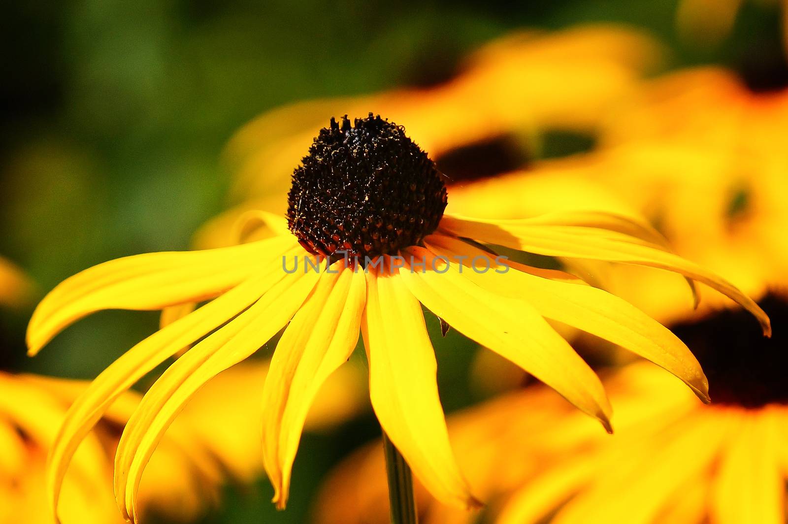 Orange Coneflower 'Goldsturm' (Rudbeckia fulgida), flowers of summer