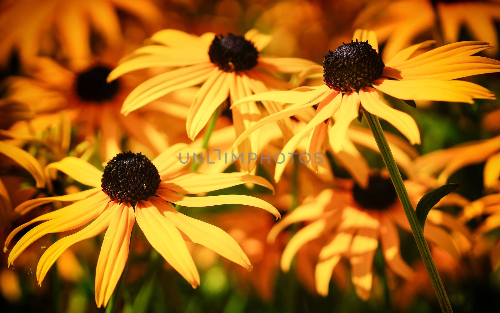 Orange Coneflower 'Goldsturm' (Rudbeckia fulgida), flowers of summer