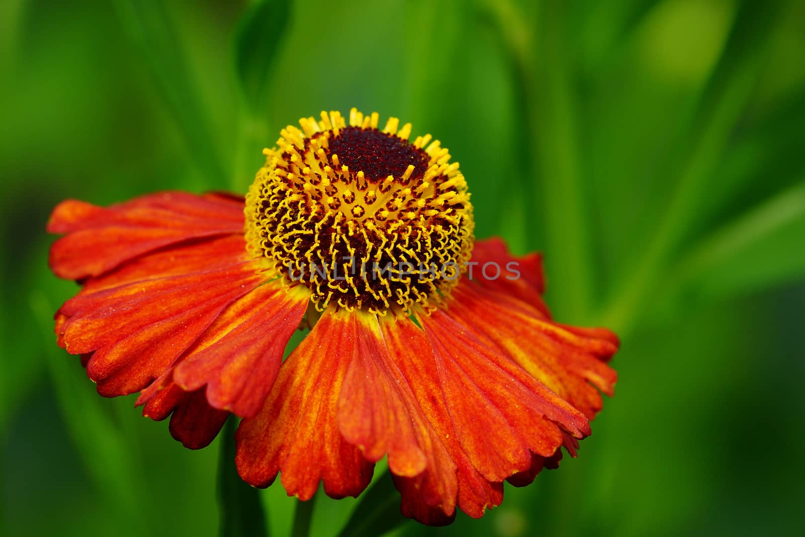Helens Flower (Helenium), flowers of summertime