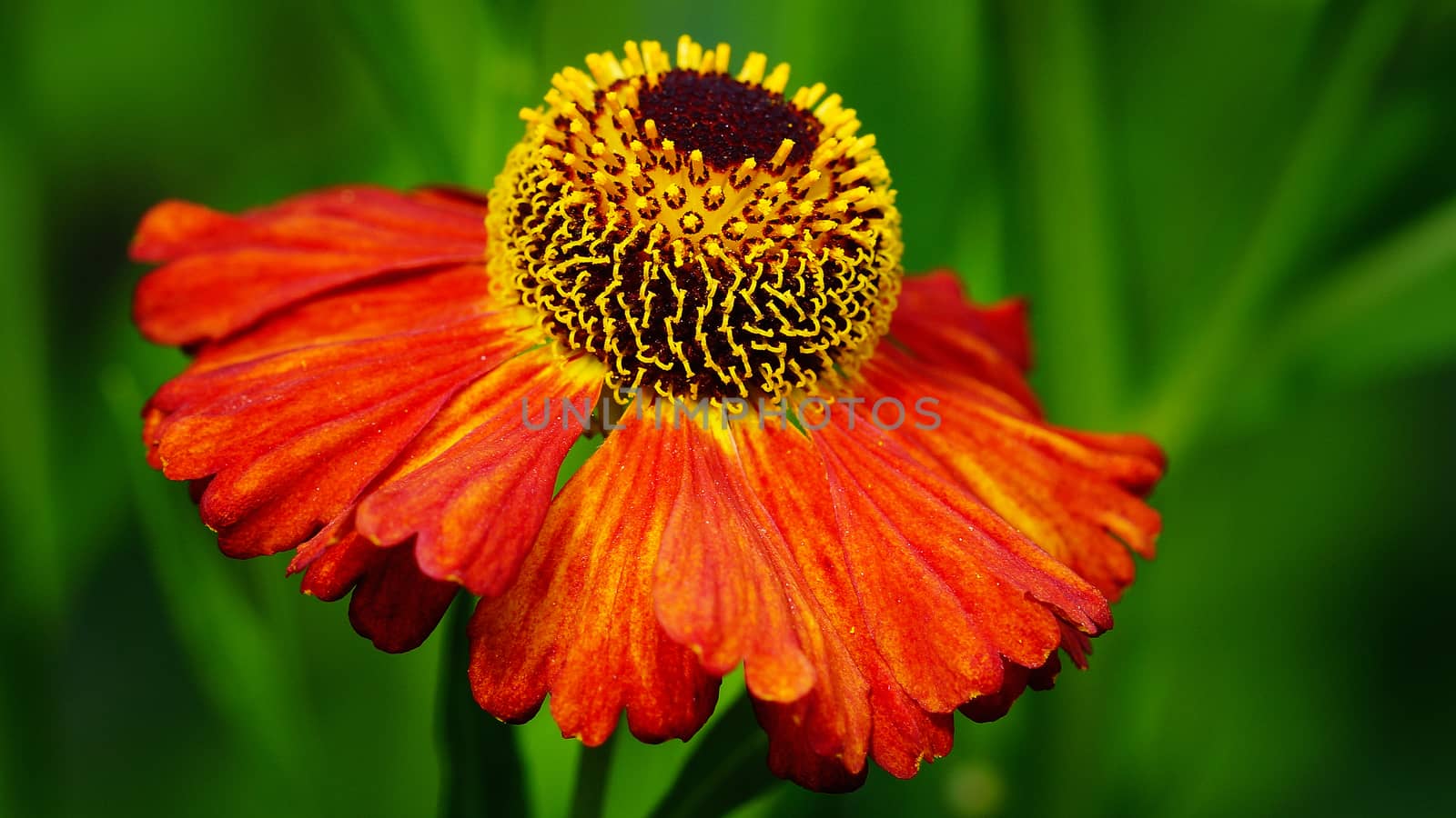 Helens Flower (Helenium), flowers of summertime
