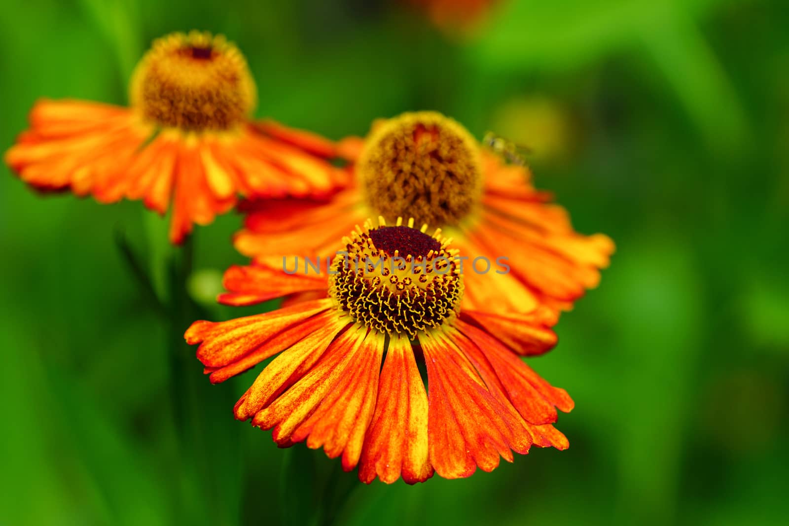 Helens Flower (Helenium), flowers of summertime