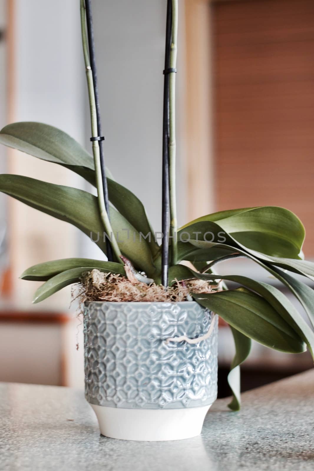 Flower with green leafs on the bar in blue nice pot. Growing concept.