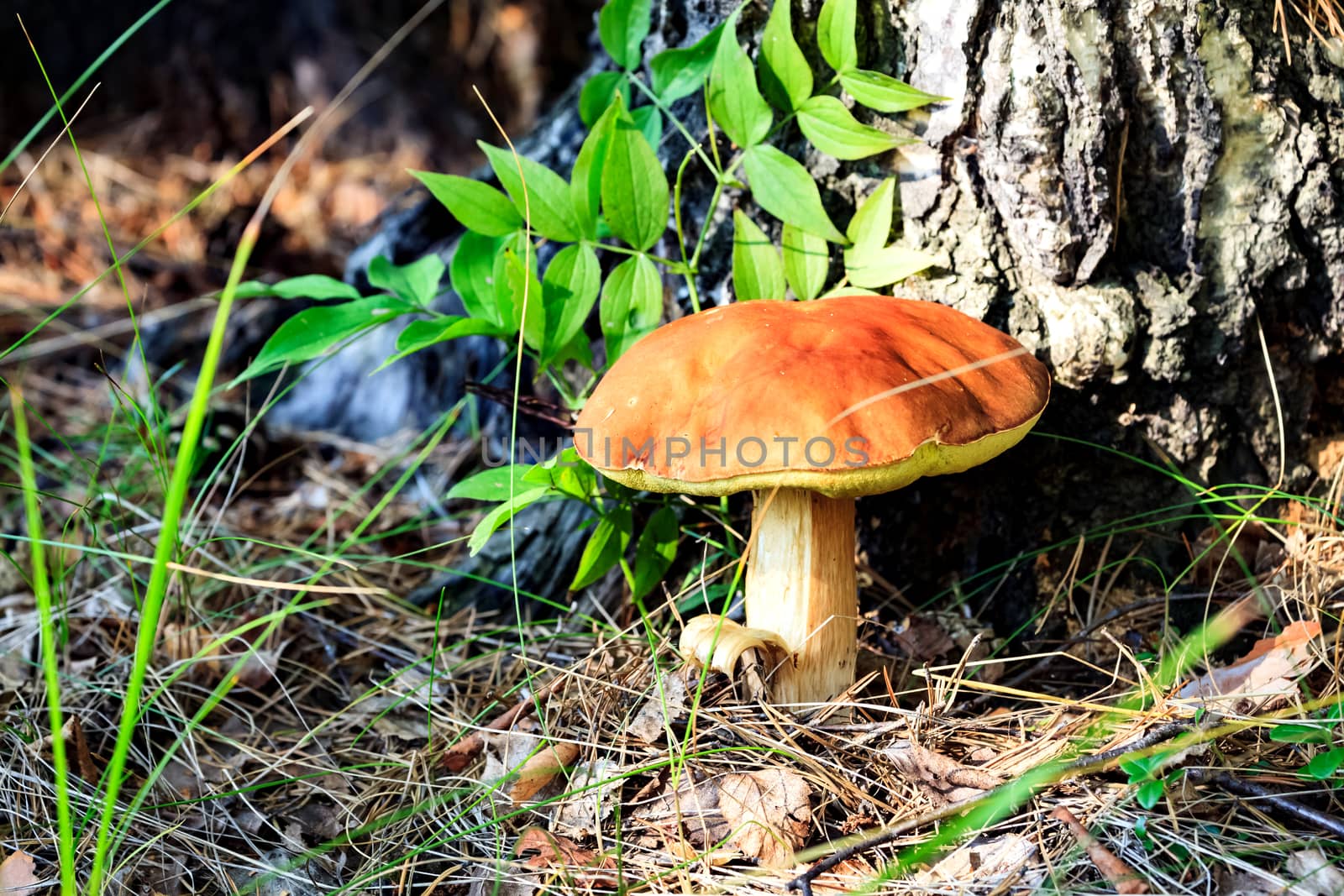 Big mushroom under the tree