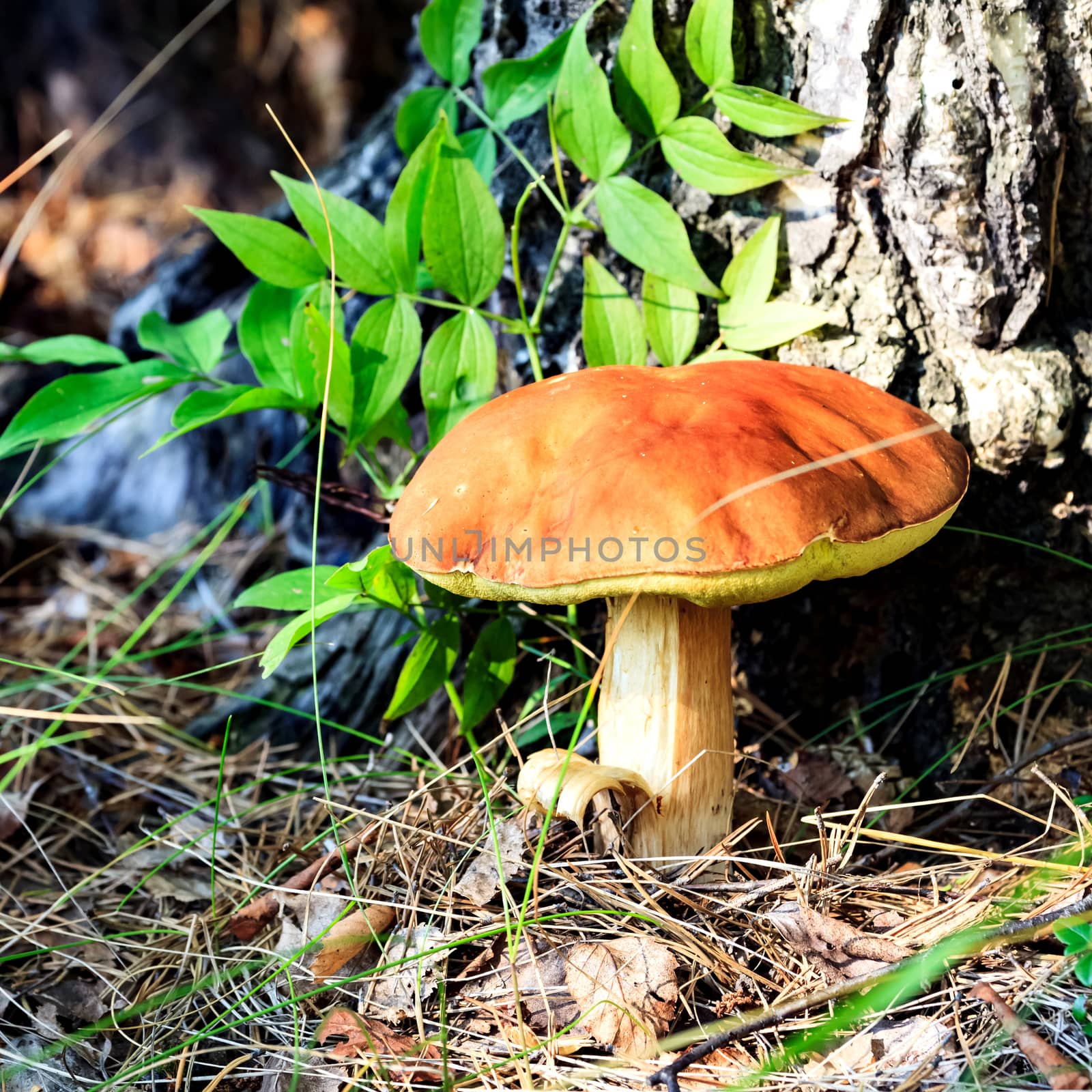 Big mushroom under the tree