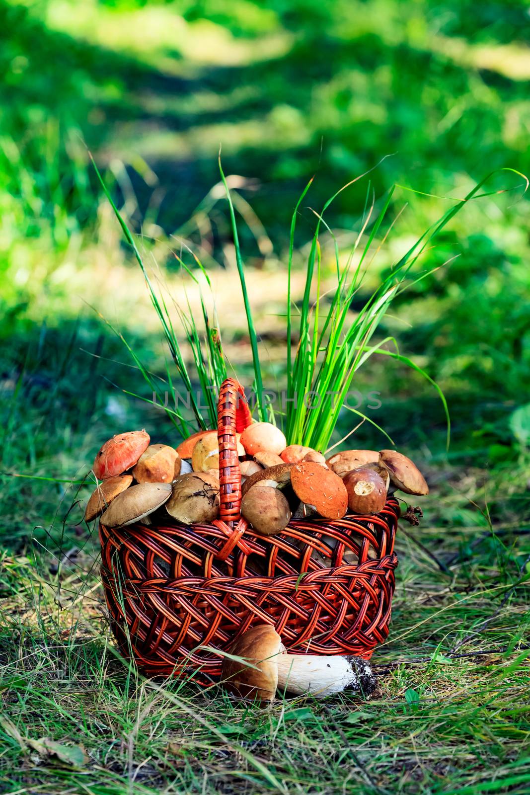 Shot of a big basket full of mushrooms by Nobilior