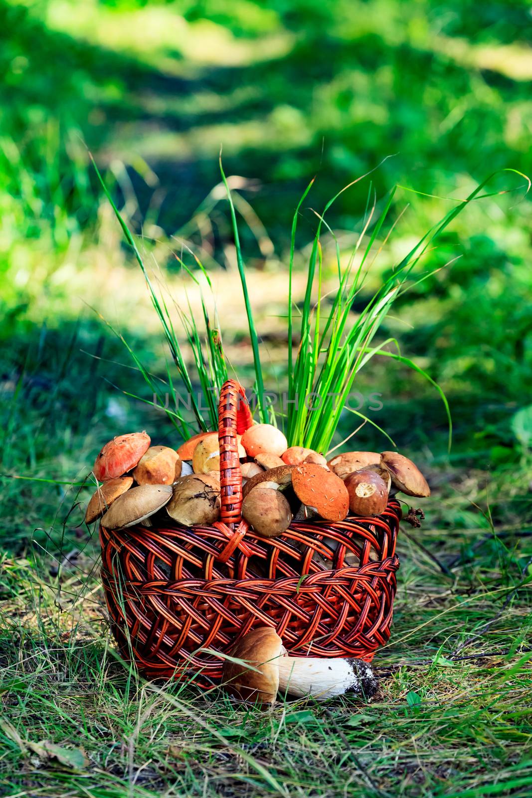 Shot of a big basket full of mushrooms