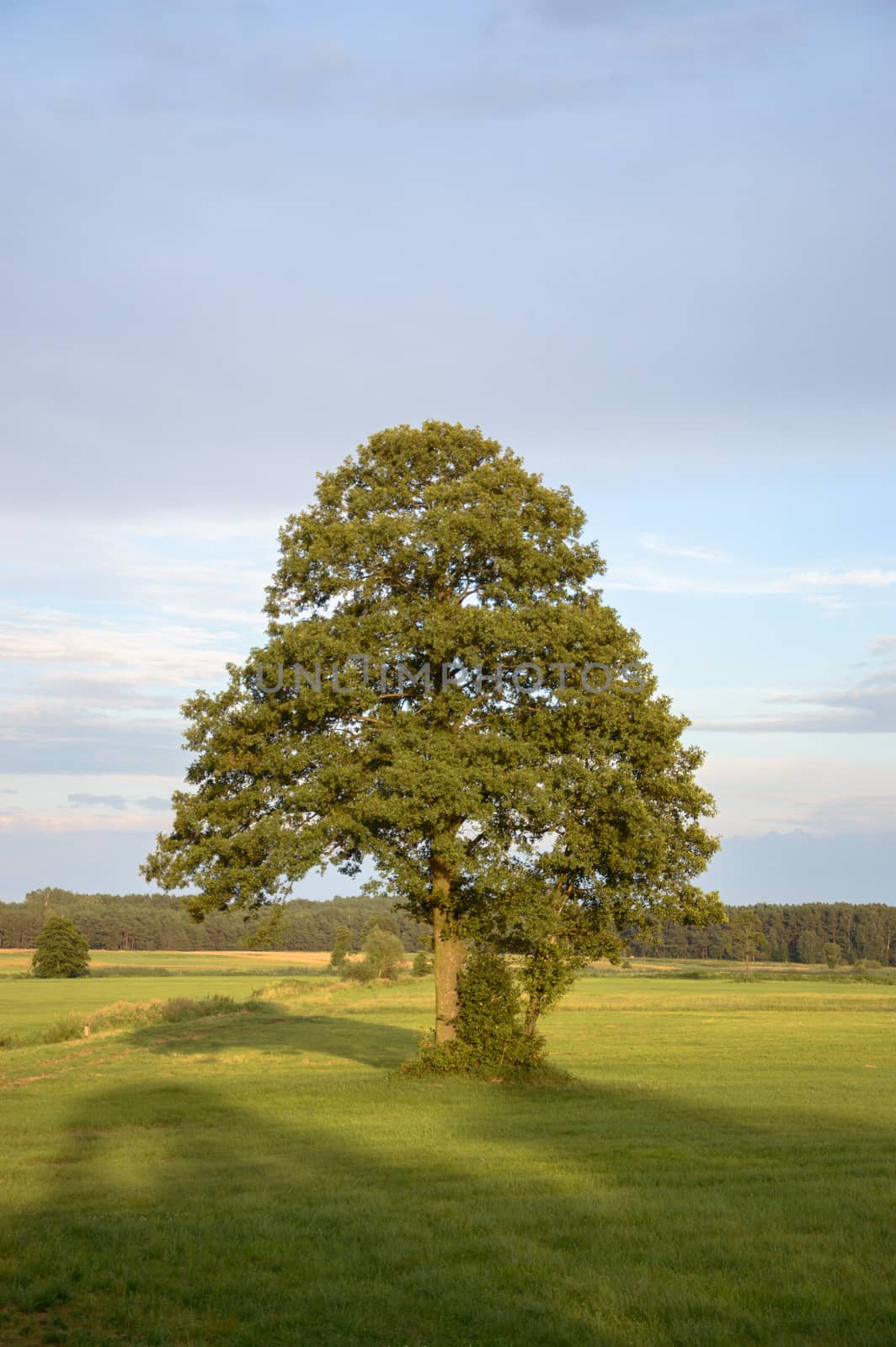 old big tree on color background with blue sky, nature series