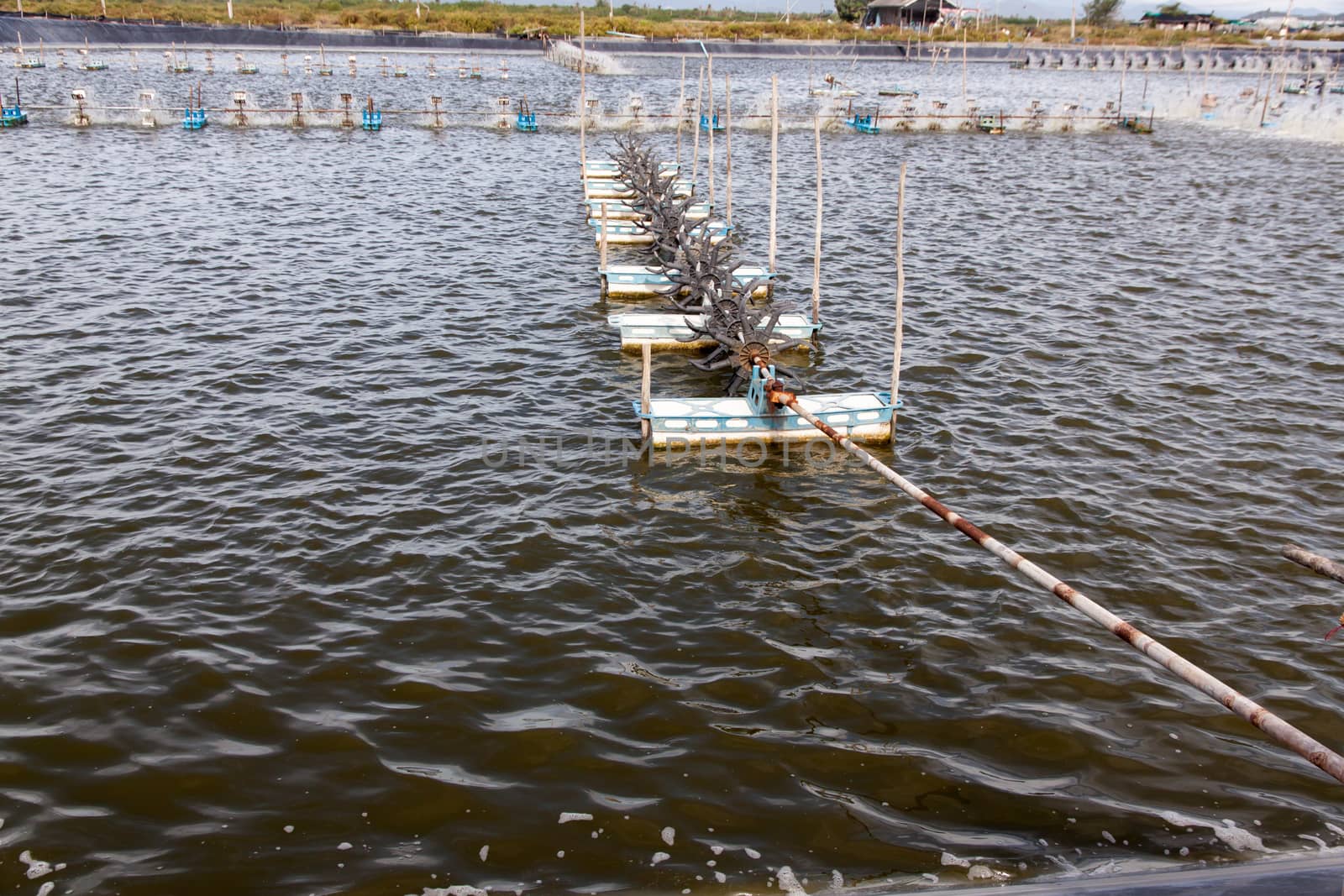 Paddle wheel aerator in Shrimp farming closed system. Supplying the Water with Fresh Oxygen. Natural Water Treatment.