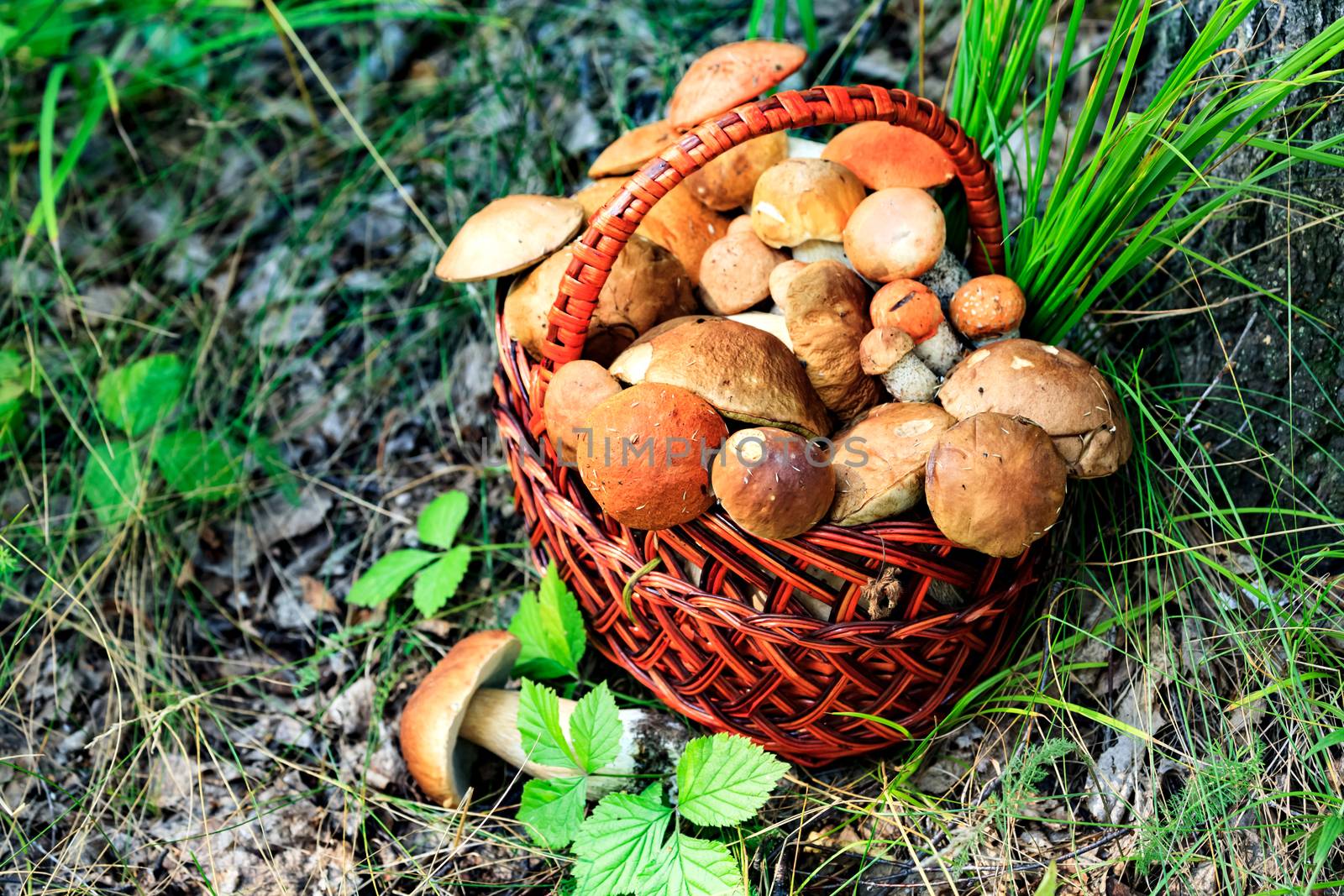 Shot of a big basket full of mushrooms by Nobilior