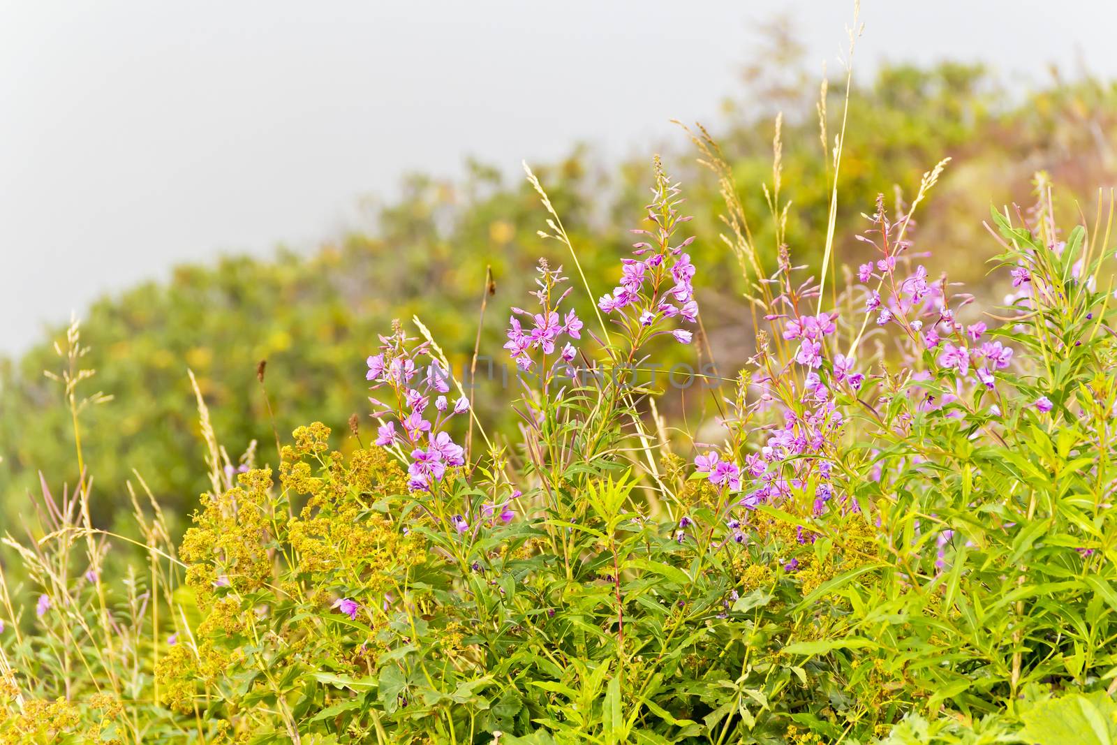 Summer photo of many mountain flowers in summer day