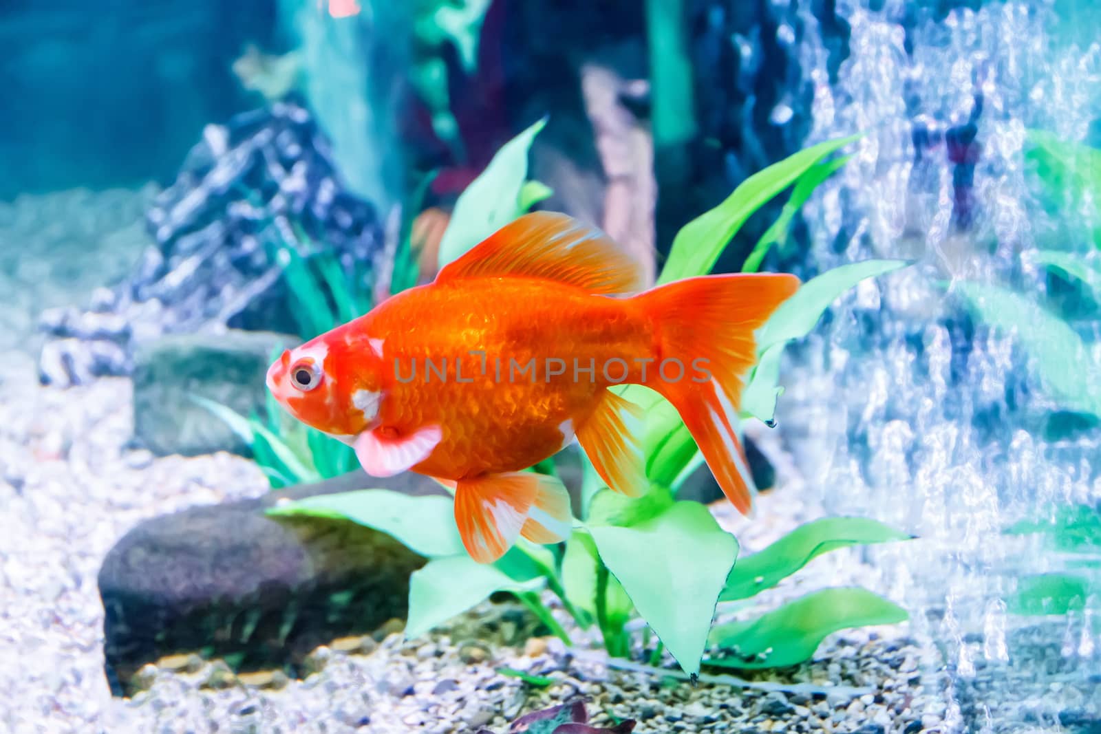 Photo of aquarium goldfish in blue water