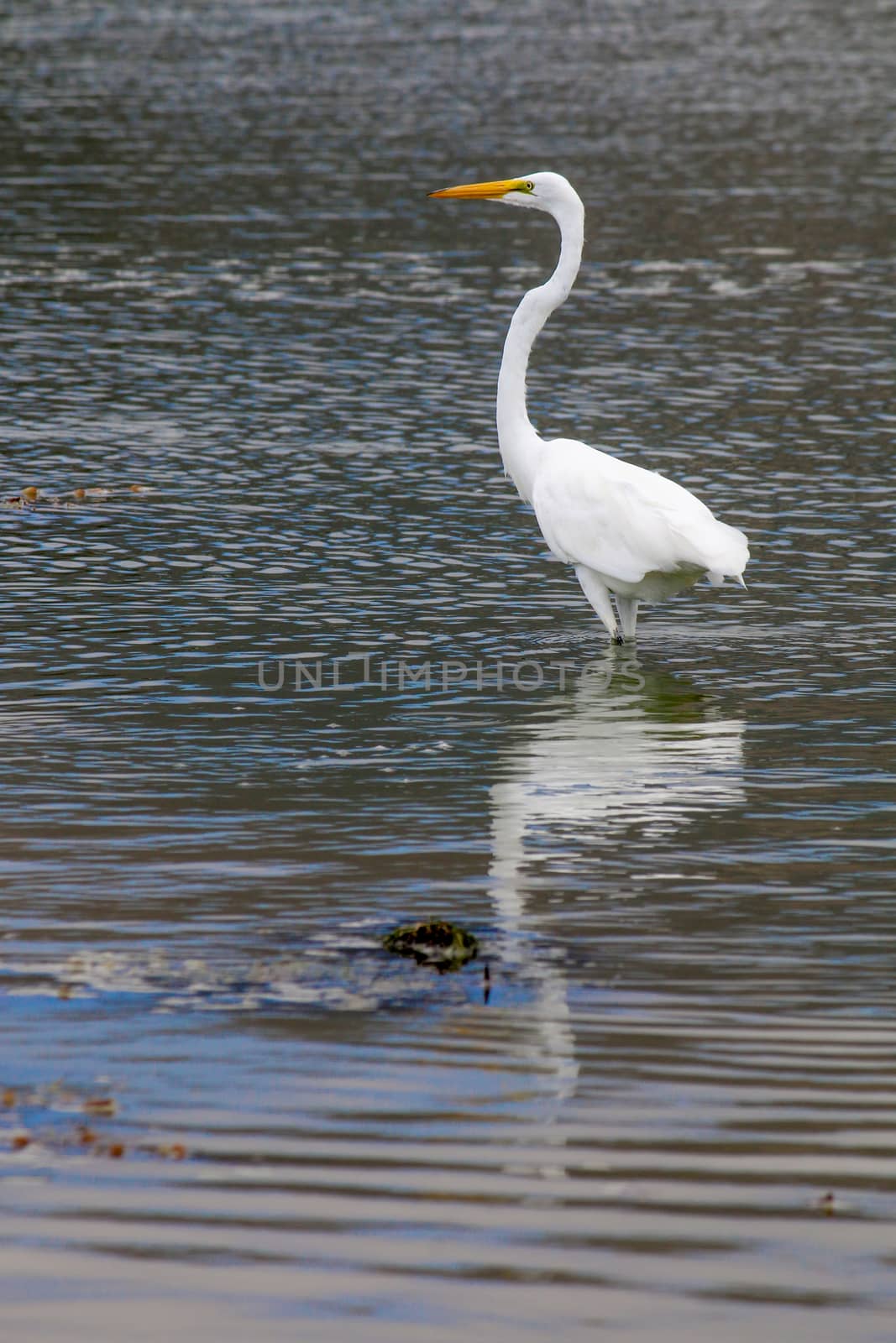 The Great Egret on the Water at Malibu Beach in August