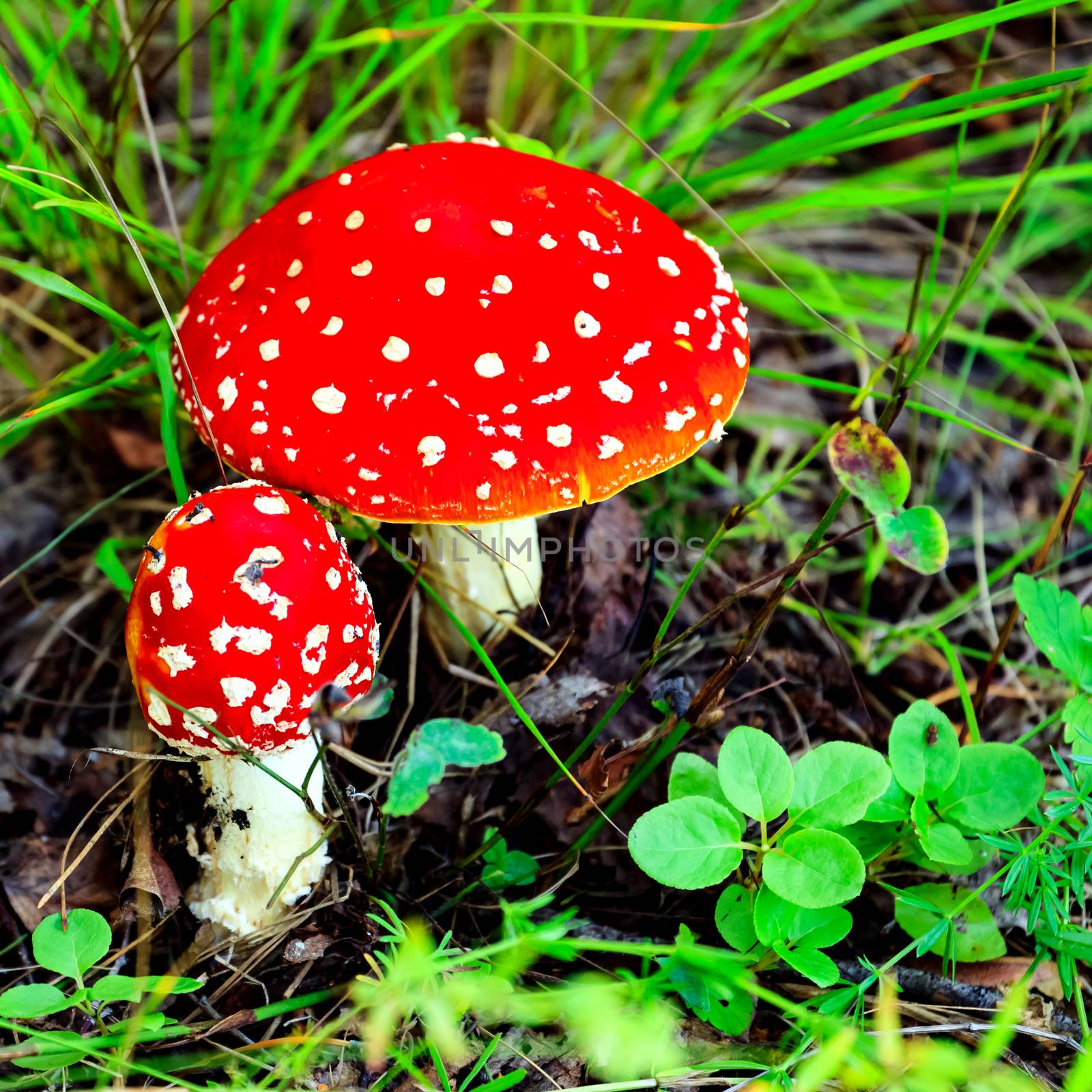 Closeup shot of Amanita Muscaria, poisonous mushroom