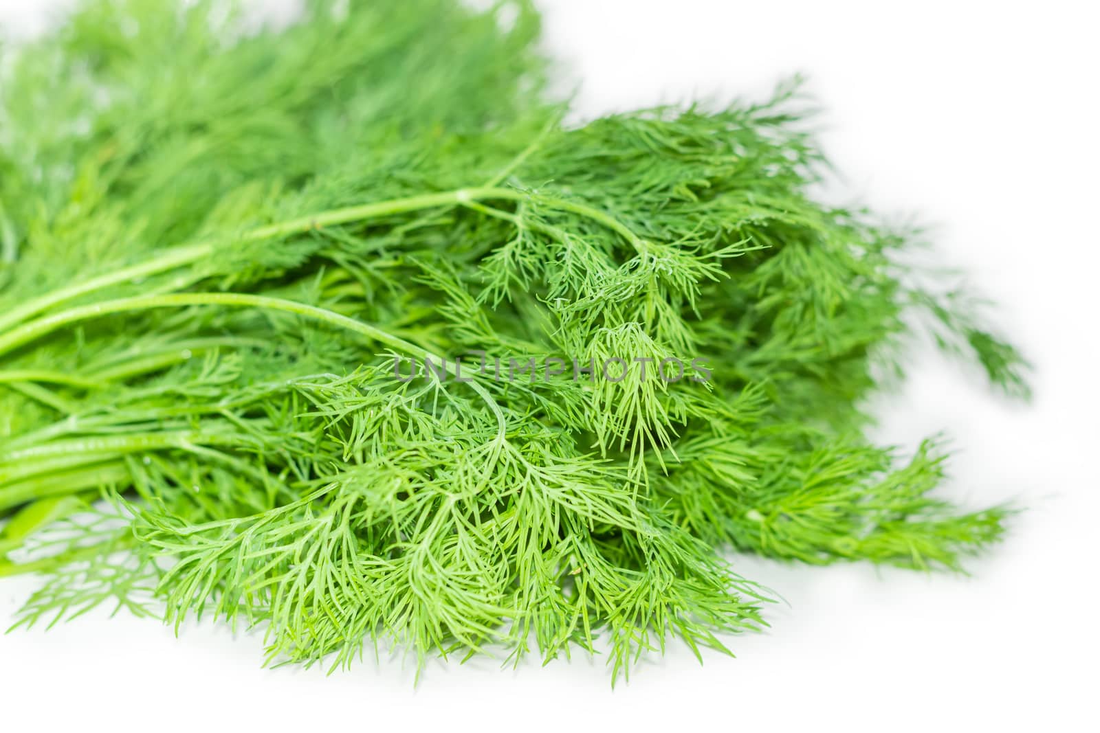 Bundle of dill on a white background closeup by anmbph