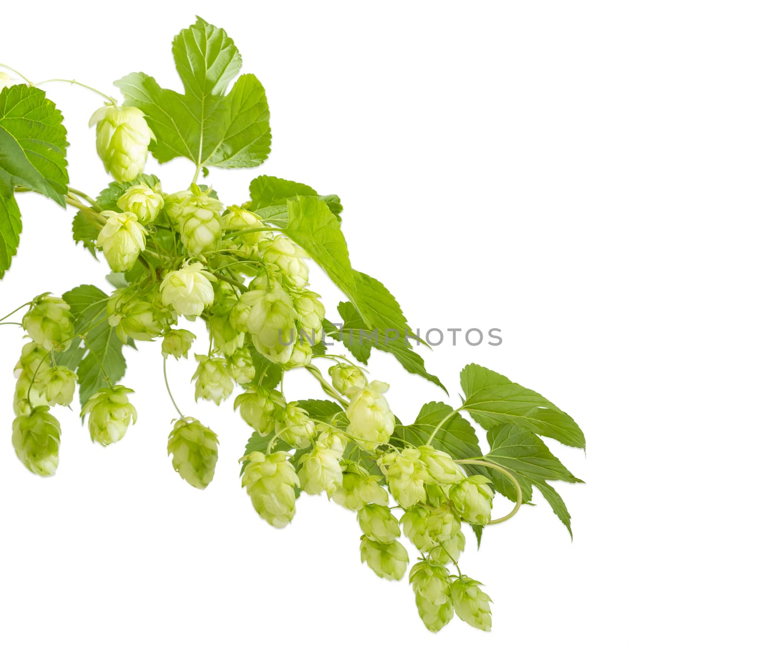 Branches of hops with leaves and seed cones  by anmbph