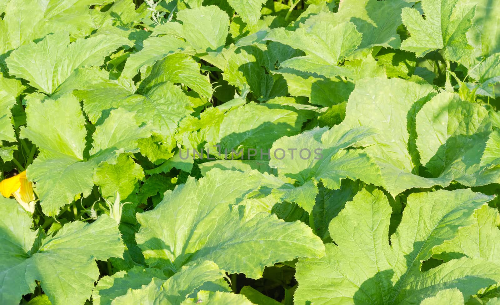 Background of a field of vegetable marrow by anmbph