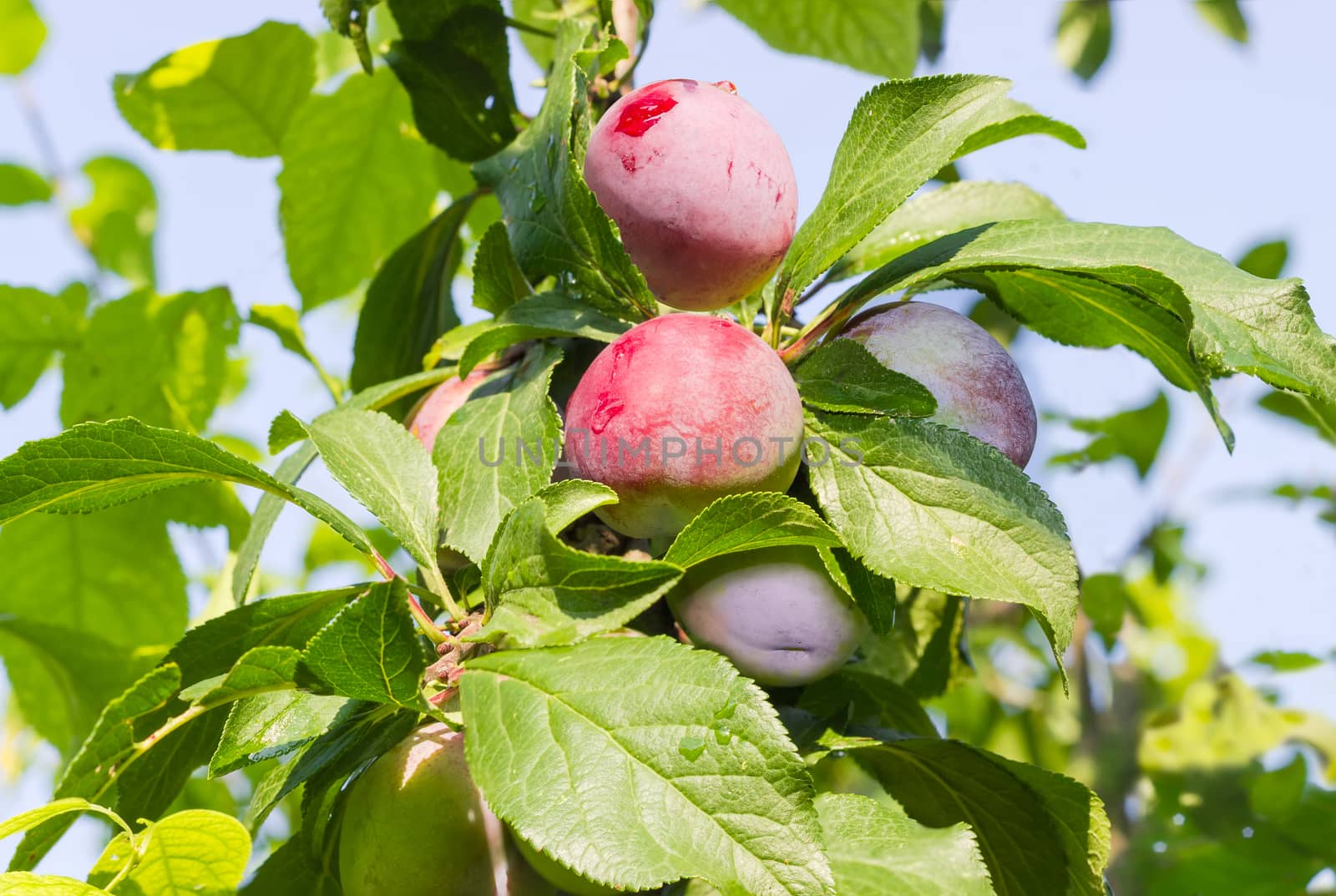 Plums on the tree in an orchard by anmbph