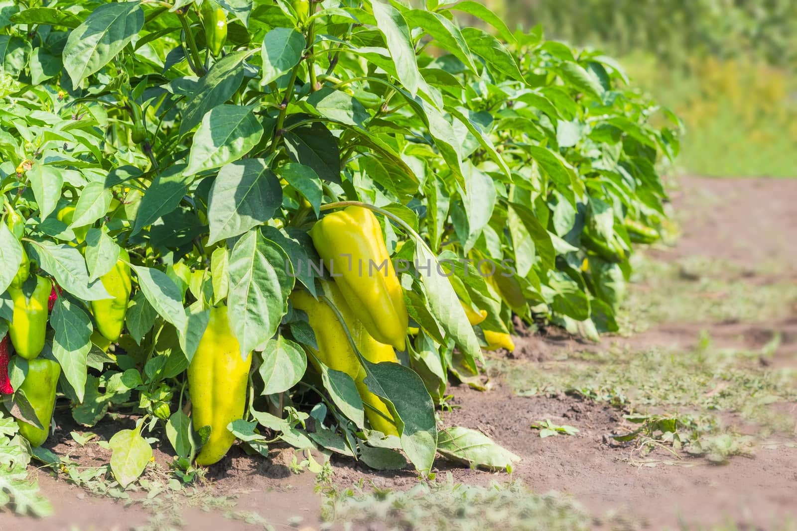 Part of plantation of the ripening bell pepper by anmbph