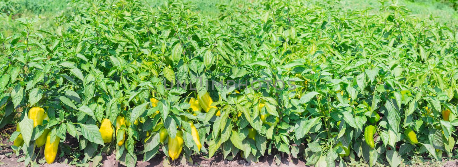 Panorama of a plantation of the ripening yellow bell pepper
