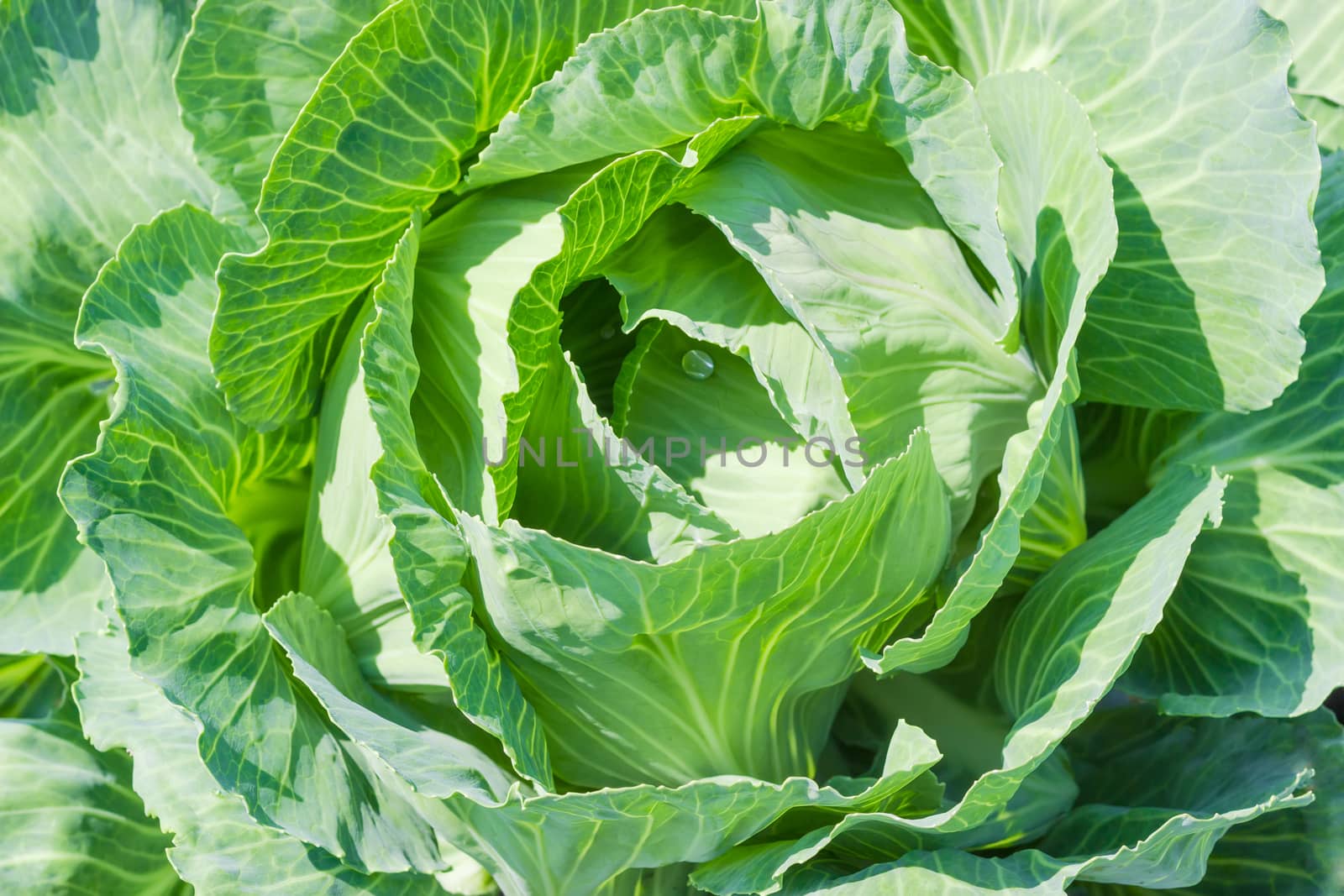 Top view of the leaves of ripening white cabbage on a plantation, background
