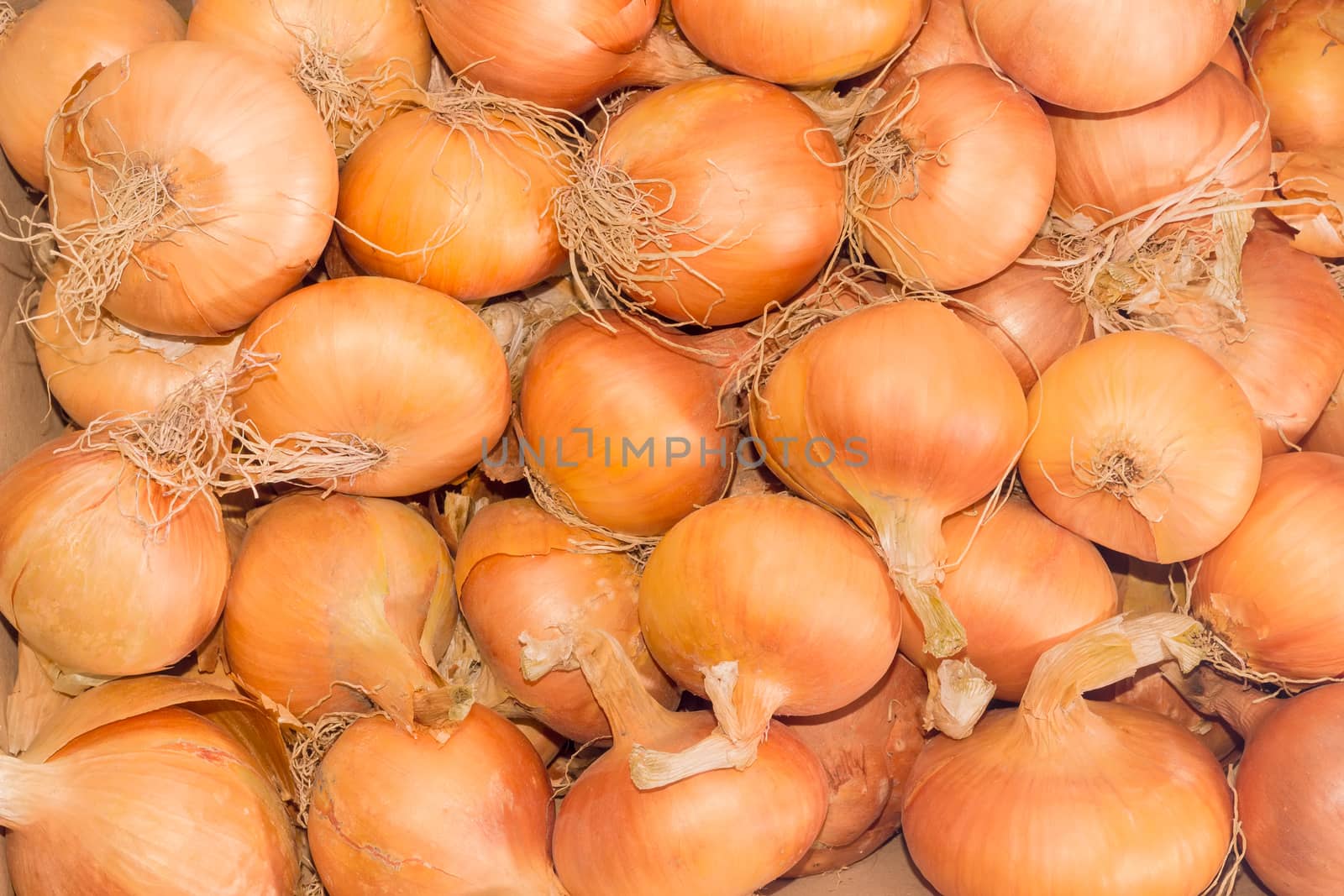Background of the onion bulbs with roots by anmbph