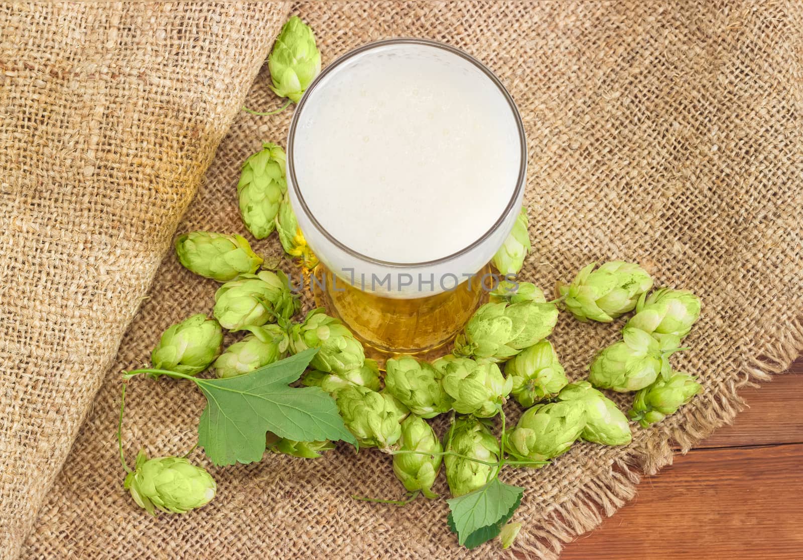 Top view of beer glass with lager beer among of hop cones with leaves on a sackcloth on wooden surface
