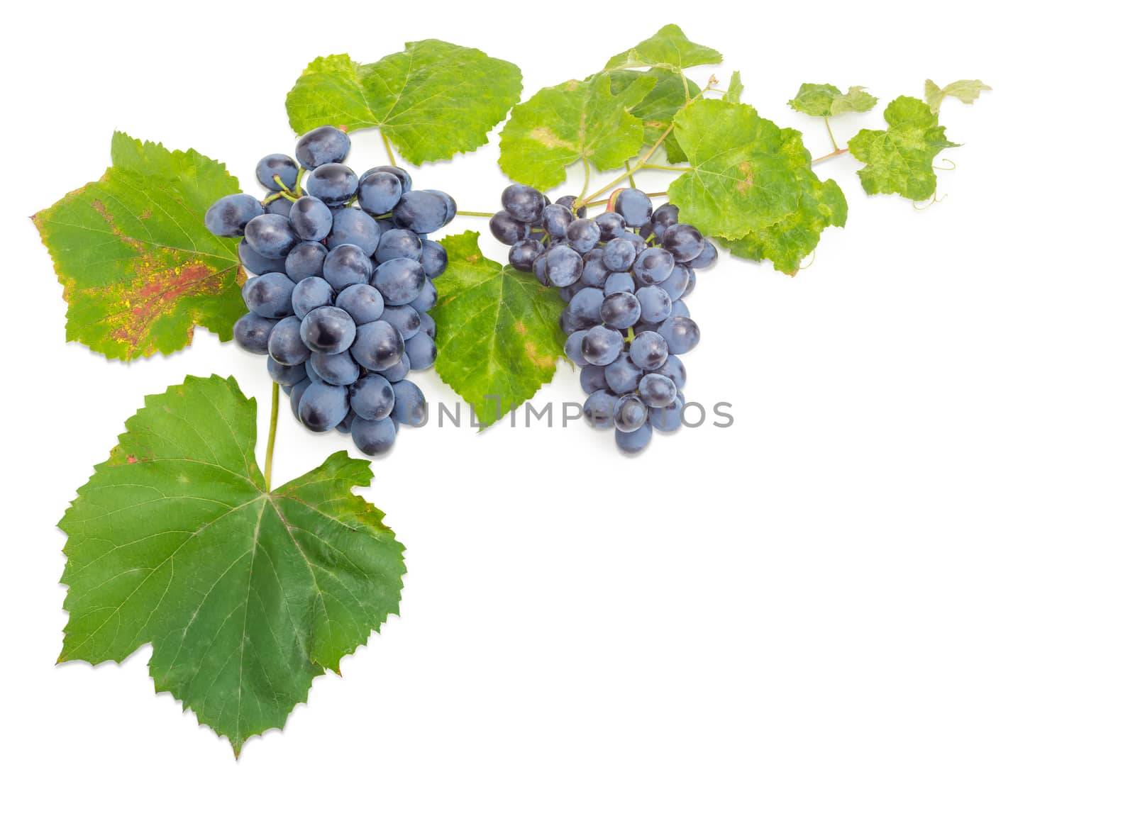 Background of two clusters of the ripe blue table grapes on the vine with autumn leaves and tendrils on a white background
