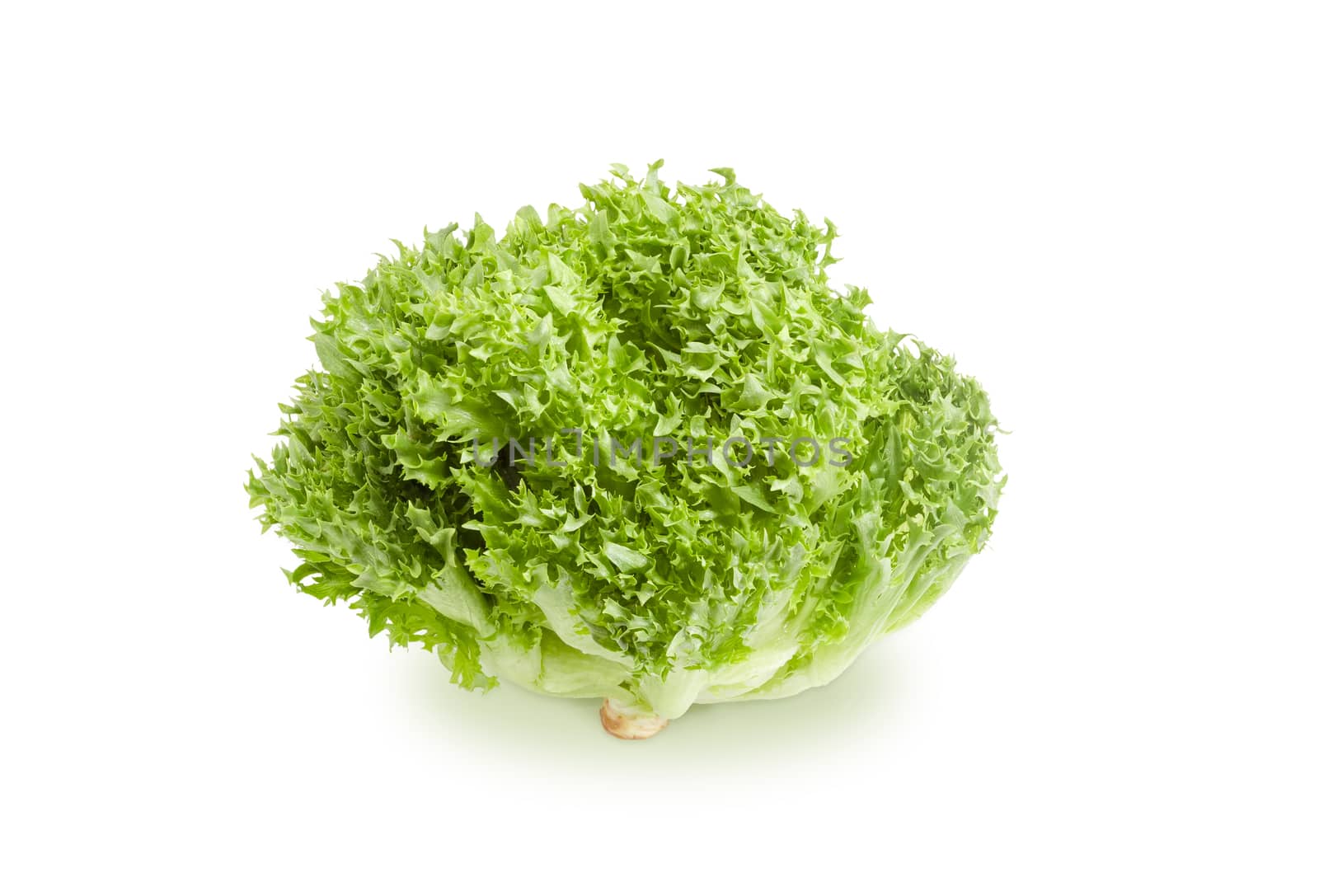 Lettuce head on a white background by anmbph