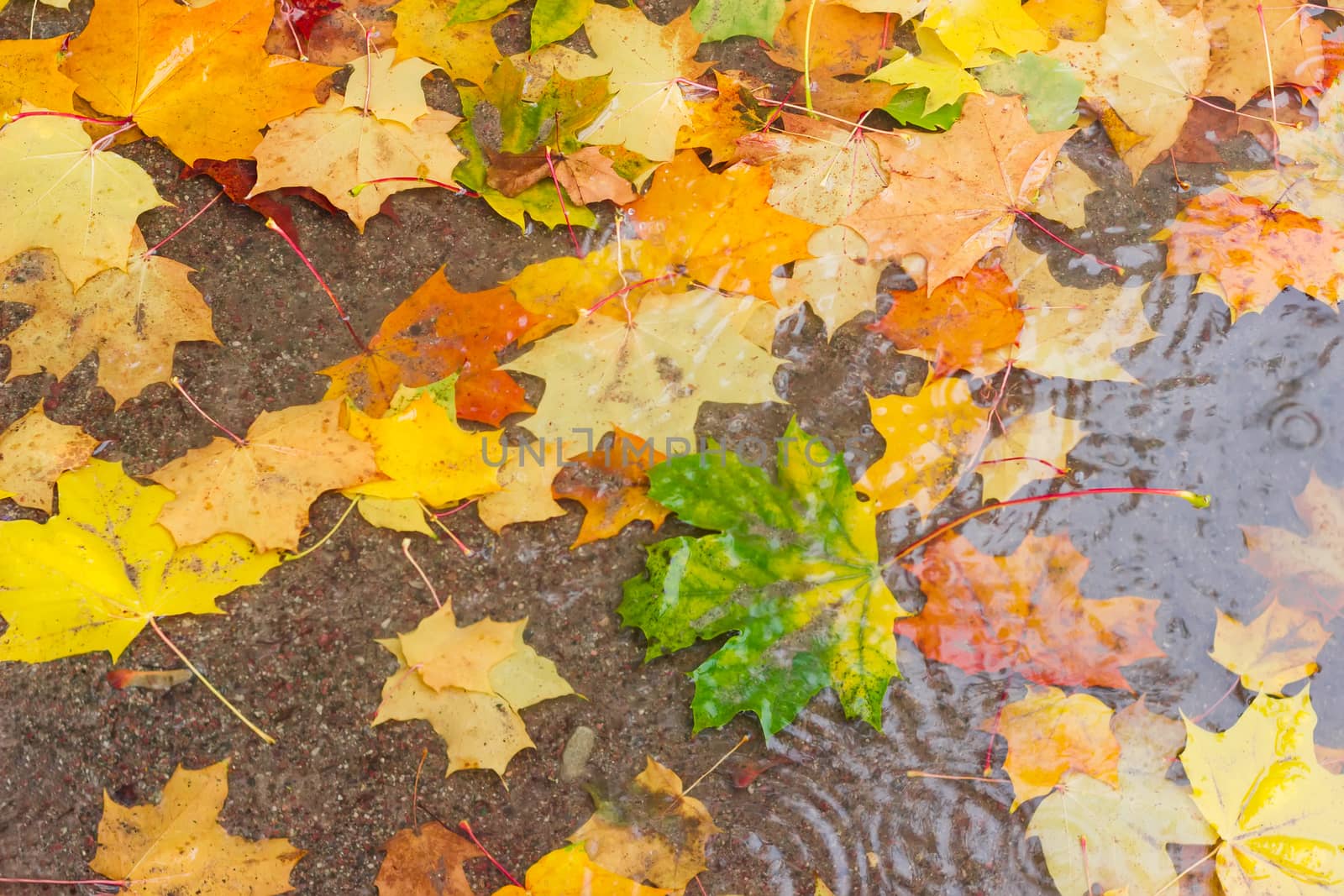 Background of the autumn multi colored fallen leaves of maple in the puddle of water during rain
