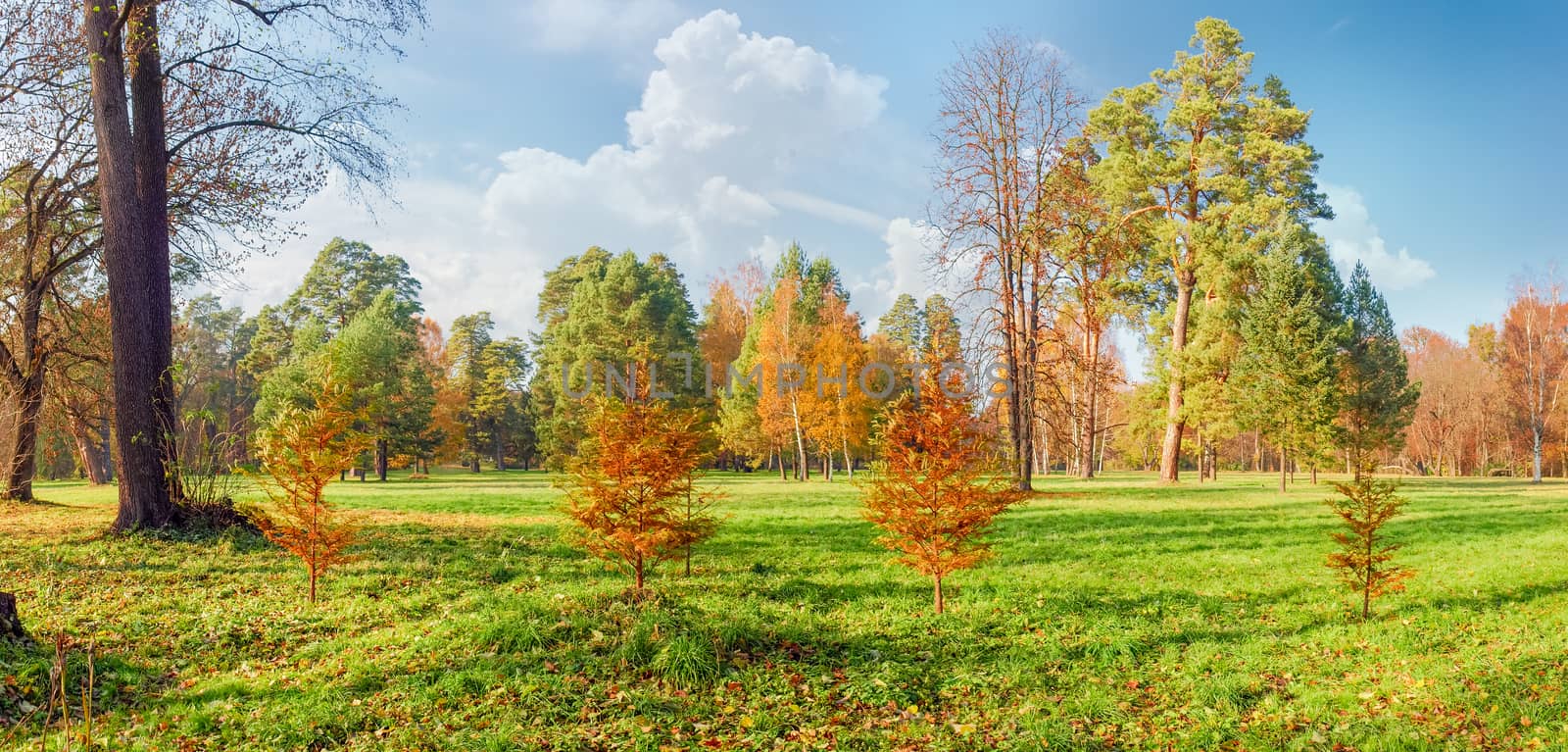 Panorama of a large clearing in the park, covered grass and fallen leaves among the conifers and deciduous trees on the background of the sky with clouds in autumn sunny day
