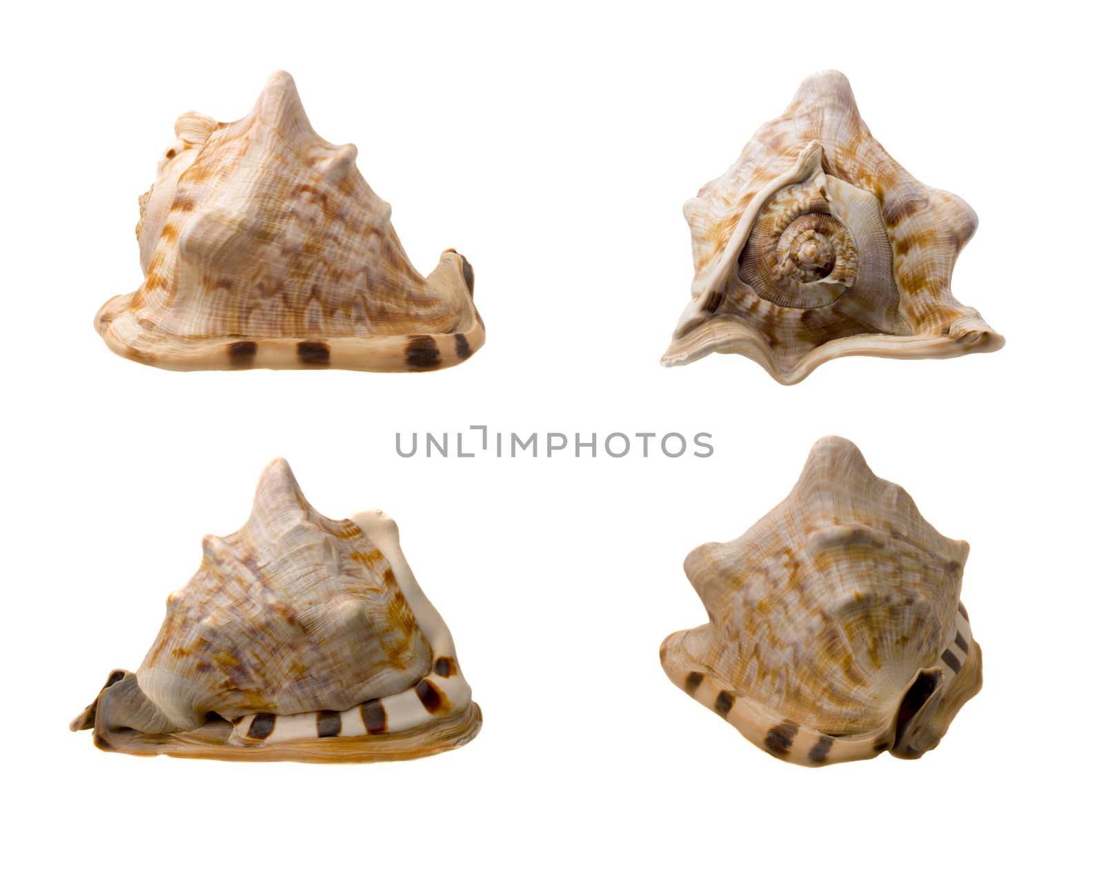 Four Views of a Conch Shell on white Background by gstalker