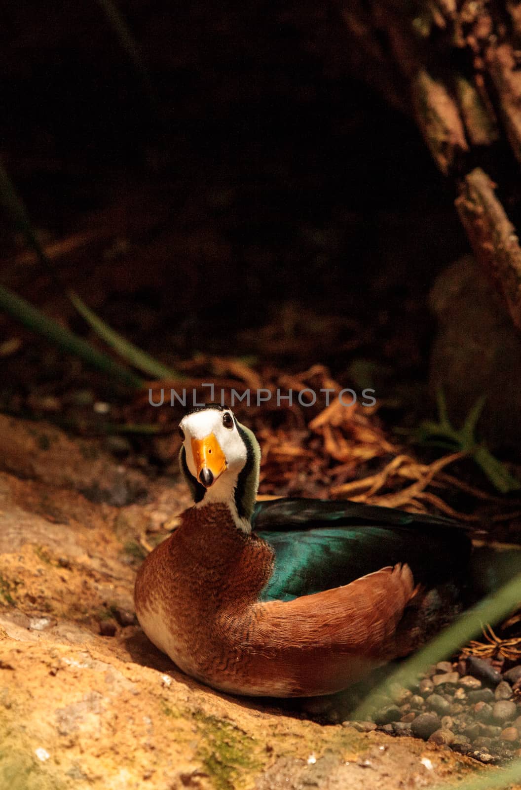 African pygmy goose Nettapus auritus is found in Central to southern Africa and Madagascar