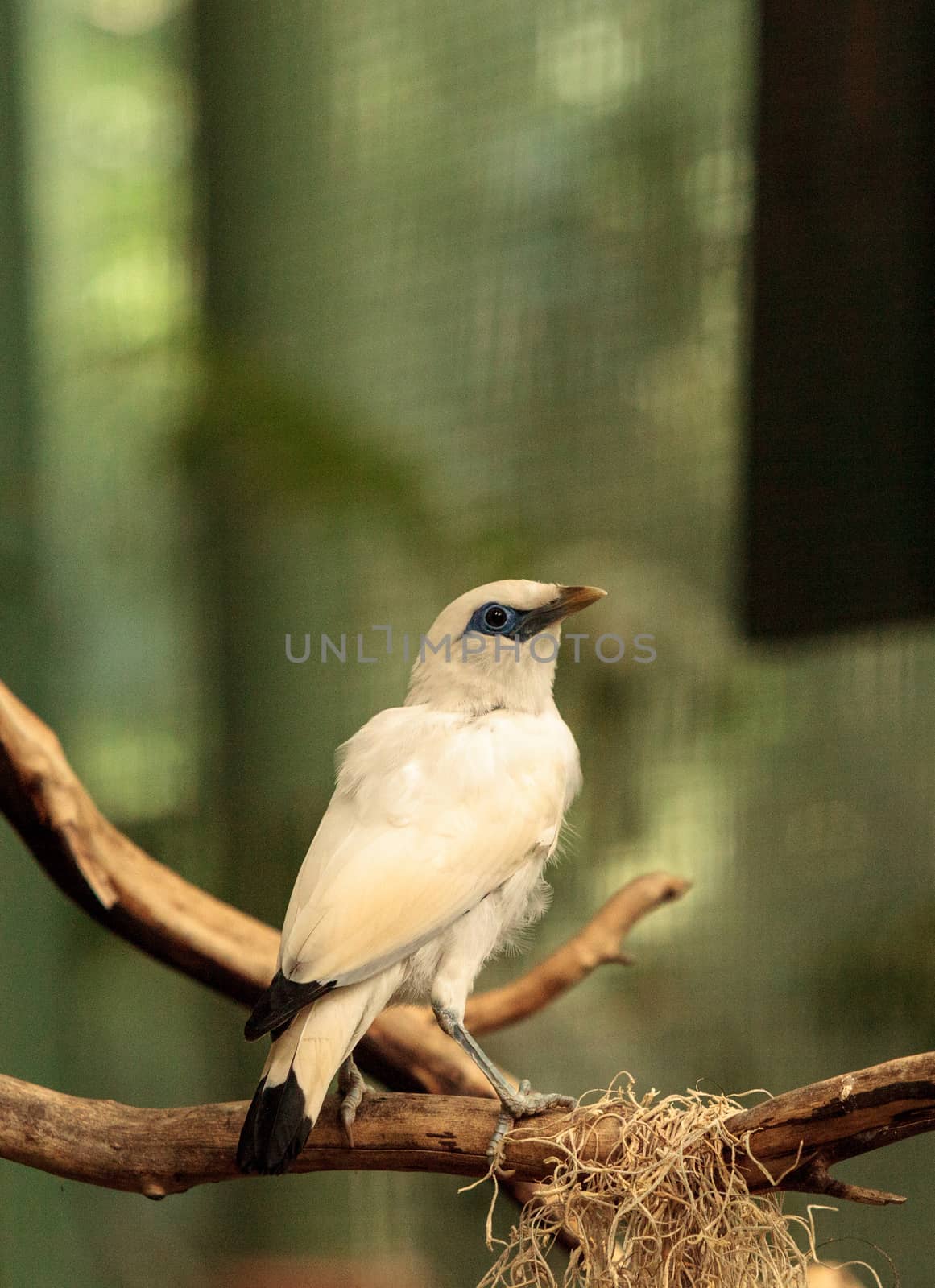 Bali myna bird Leucopsar rothschildi can be found in the woodlands on Bali, Indonesia