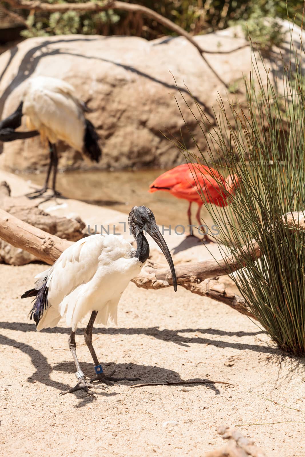 African sacred ibis called Threskiornis aethiopicus is found in the sub-Saharan Africa