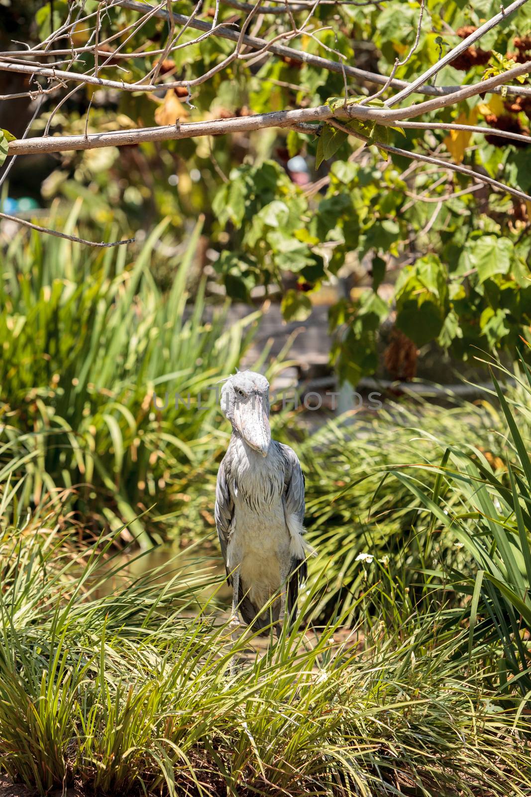 African Shoebill stork Balaeniceps rex is found in Africa in swamps from Sudan to Zambia.