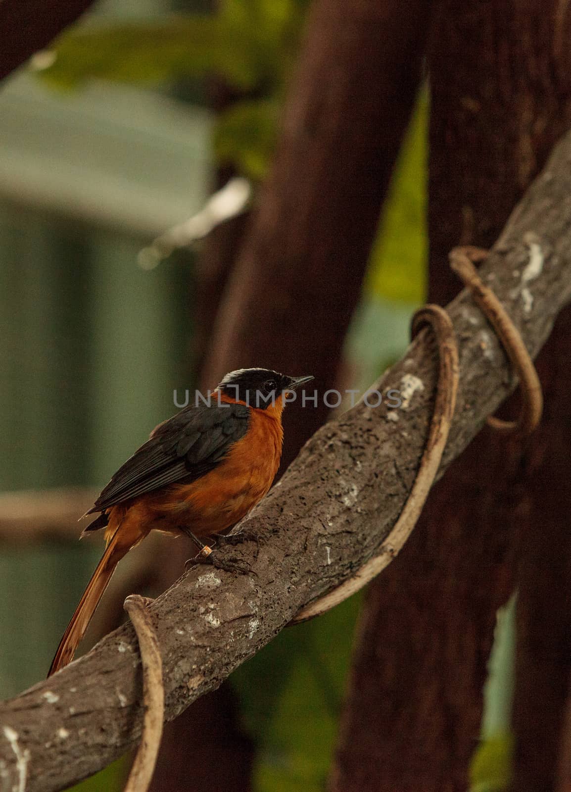 Snowy-crowned robin-chat bird Cossypha niveicapilla is found in Central Africa