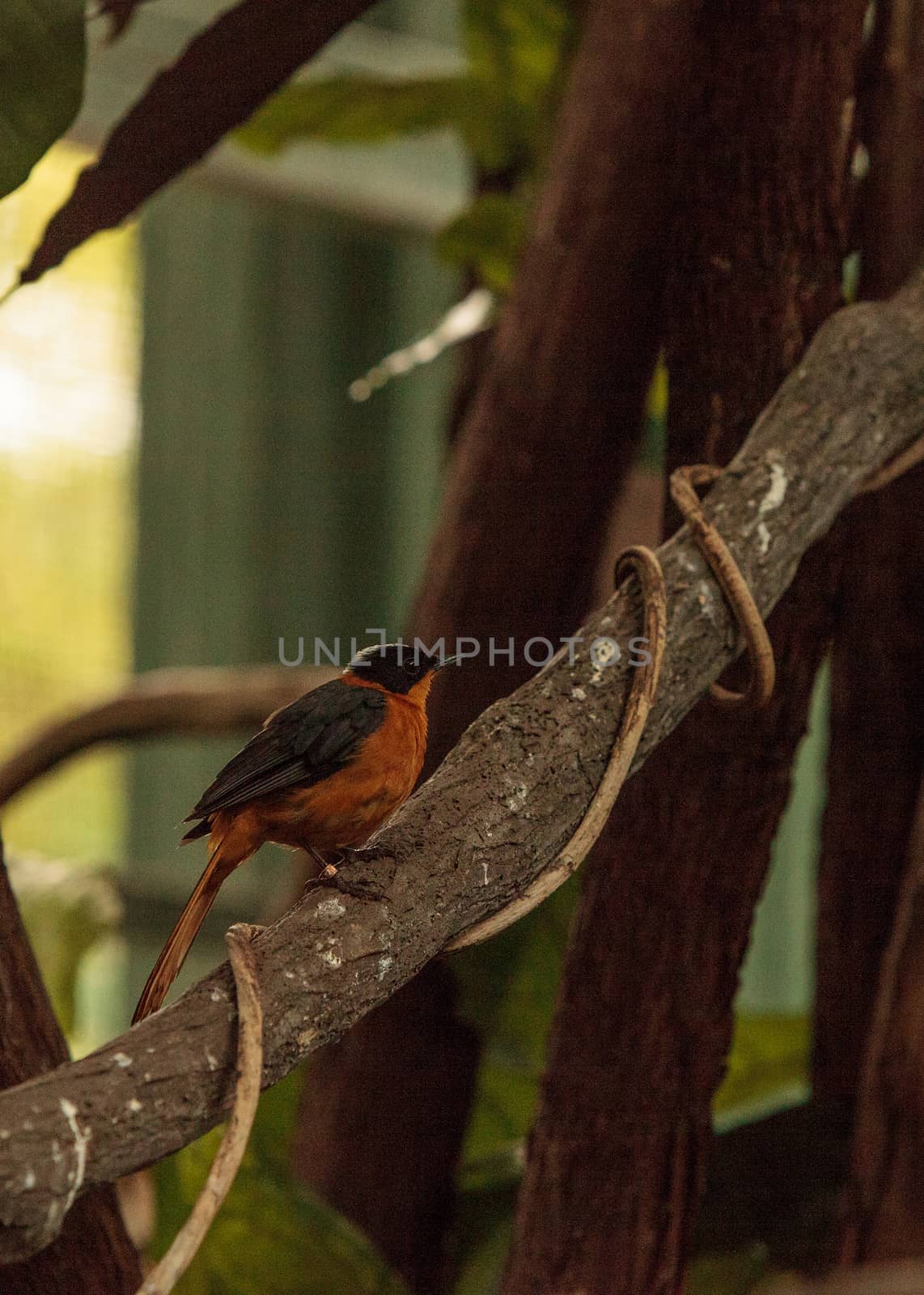 Snowy-crowned robin-chat bird Cossypha niveicapilla by steffstarr