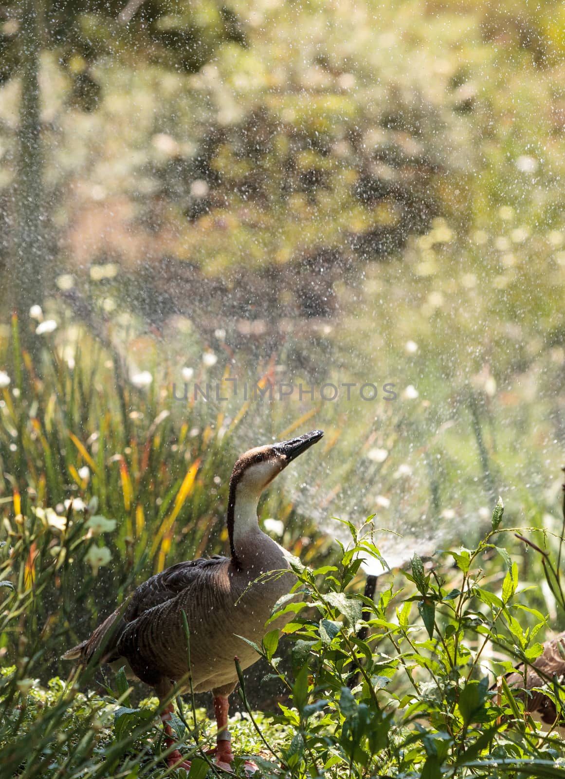 Swan goose called Anser cygnoides under a sprinkler near a pond in spring.