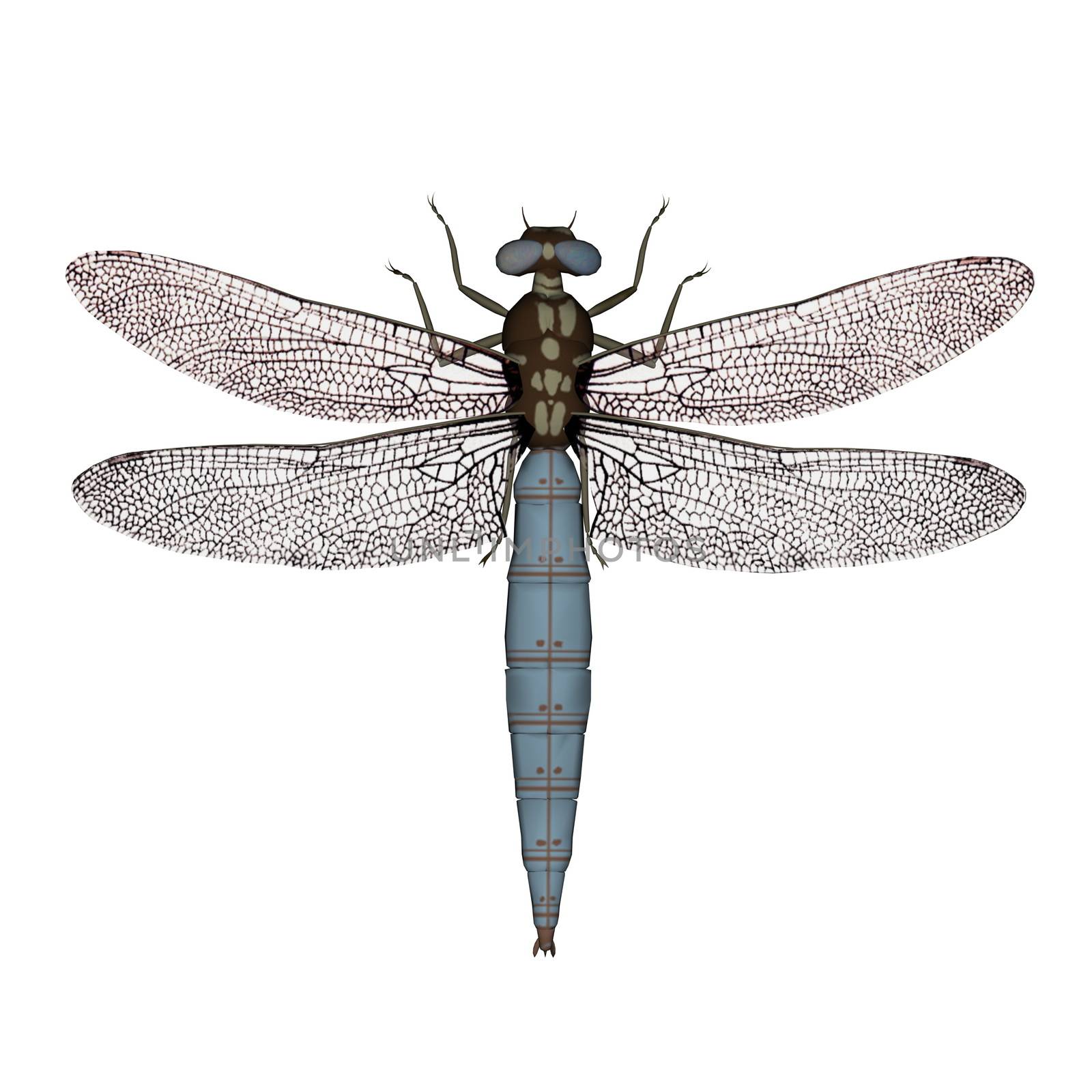 Darter dragonfly - 3D render by Elenaphotos21