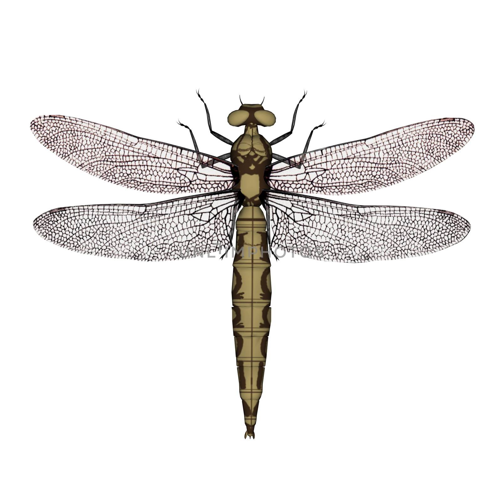 Orthetrum dragonfly female isolated in white background - 3D render