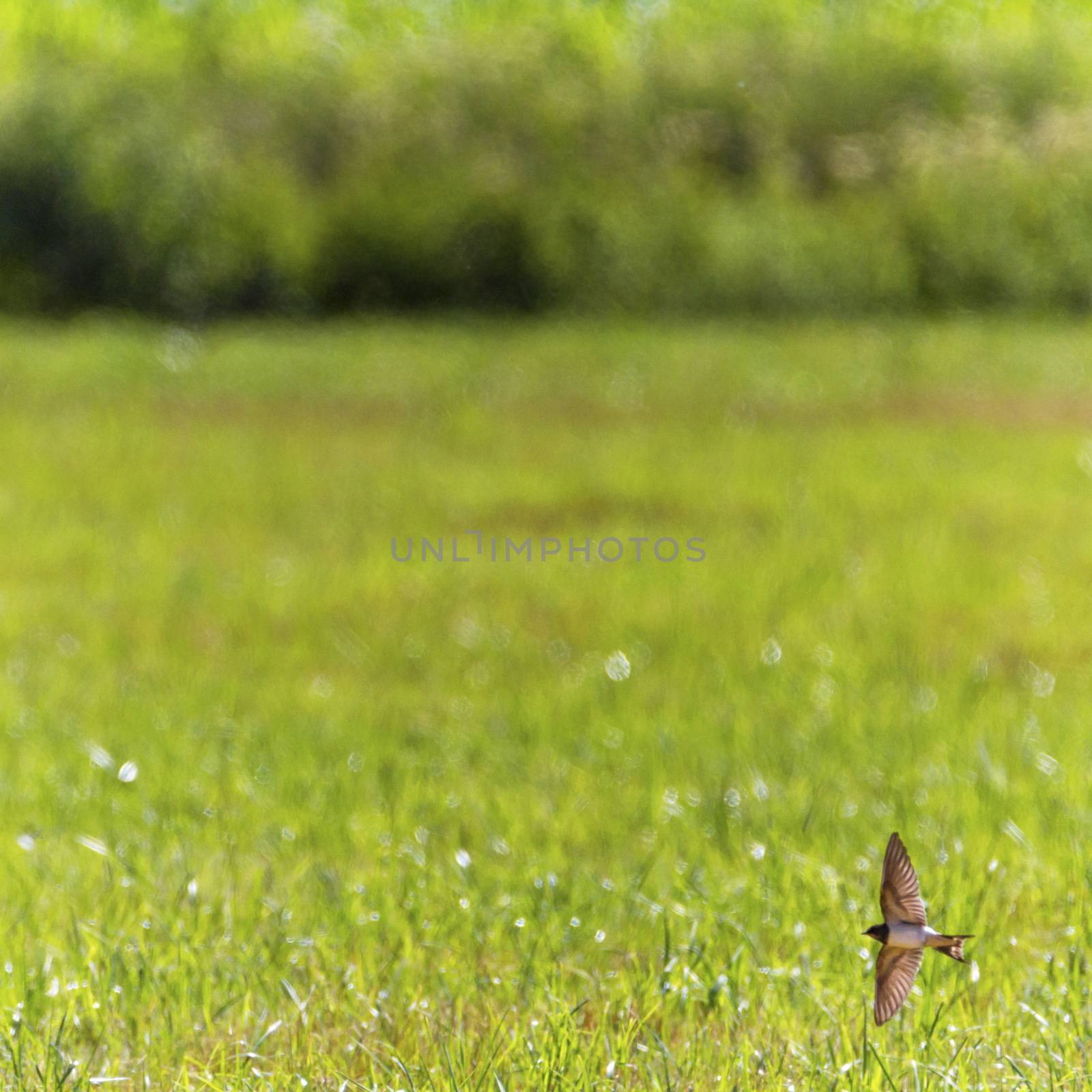 Barn swallow bird flying upon a meadow by Elenaphotos21